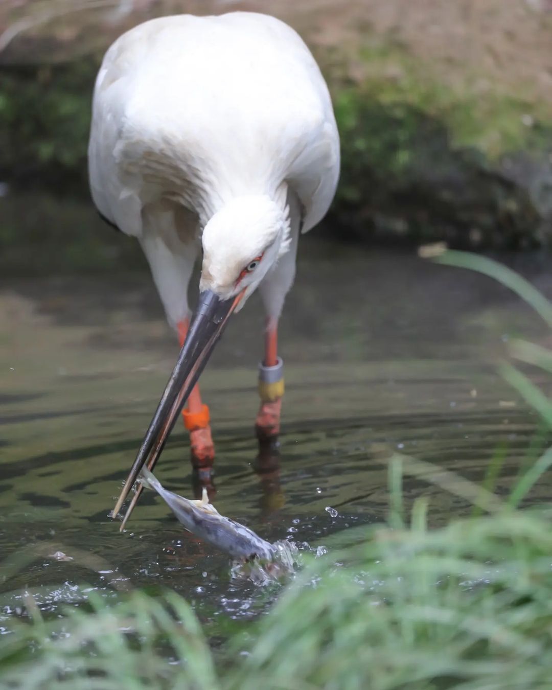 Professional fisherman - Stork, Predator birds, Wild animals, A fish, Interesting, Zoo, Yokohama, Japan, Birds, Longpost