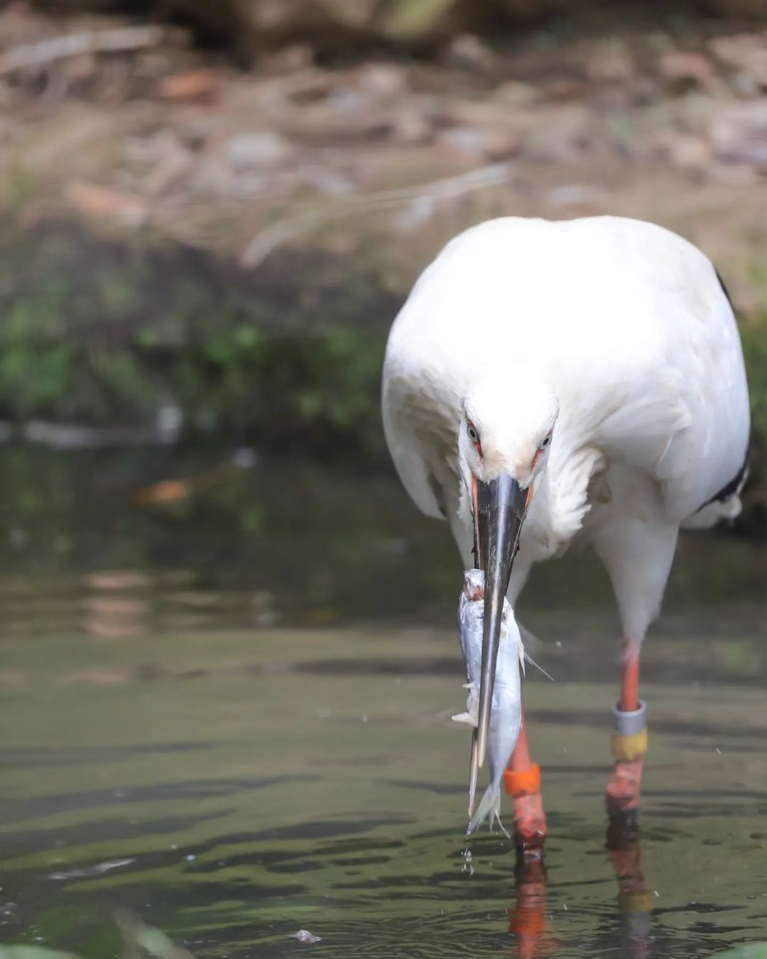 Professional fisherman - Stork, Predator birds, Wild animals, A fish, Interesting, Zoo, Yokohama, Japan, Birds, Longpost