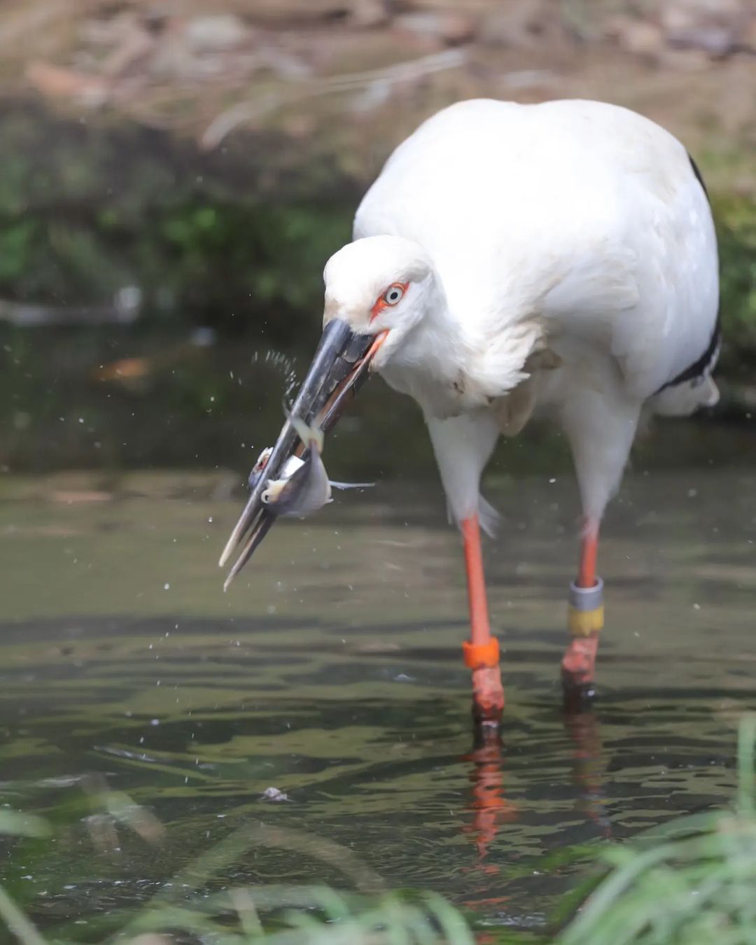 Professional fisherman - Stork, Predator birds, Wild animals, A fish, Interesting, Zoo, Yokohama, Japan, Birds, Longpost