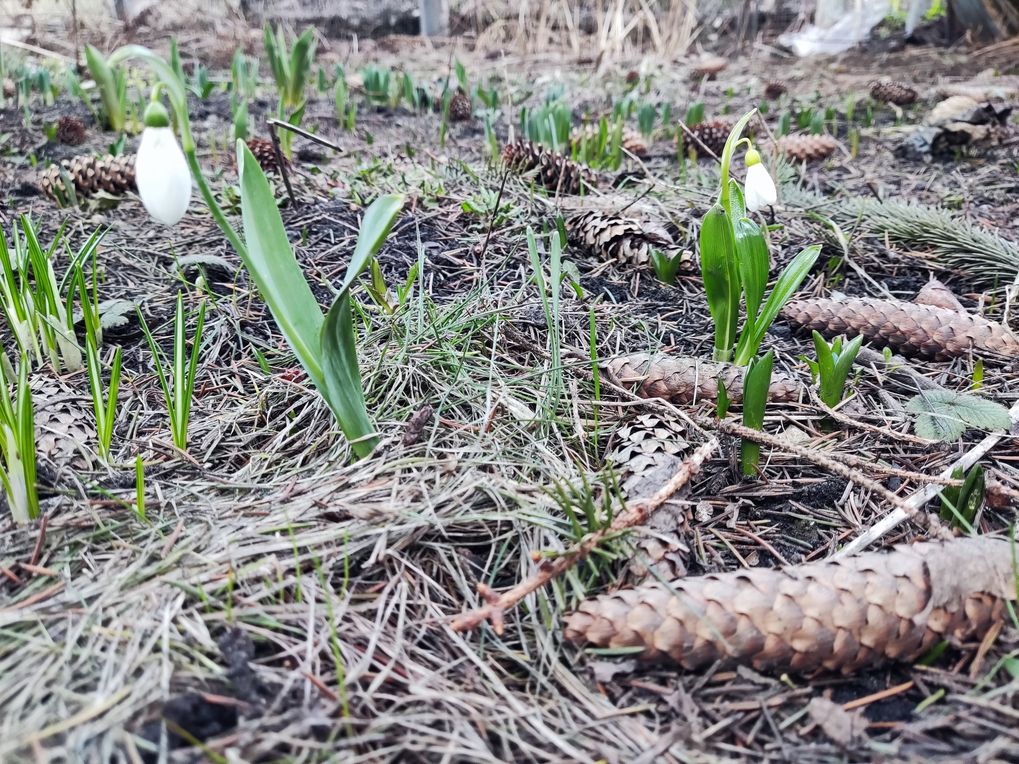 Snowdrops - My, Snowdrops flowers, Spring