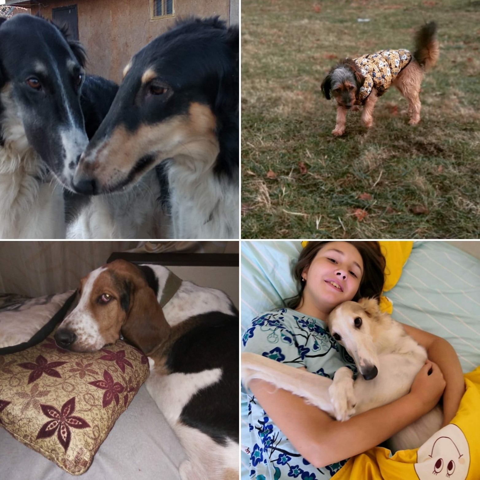 How it all started - Helping animals, Dog, Russian Greyhound, Afghan hound, Greyhound, Dog days, Saint Petersburg, Group Masha and the Bears, In good hands, I will give, Longpost