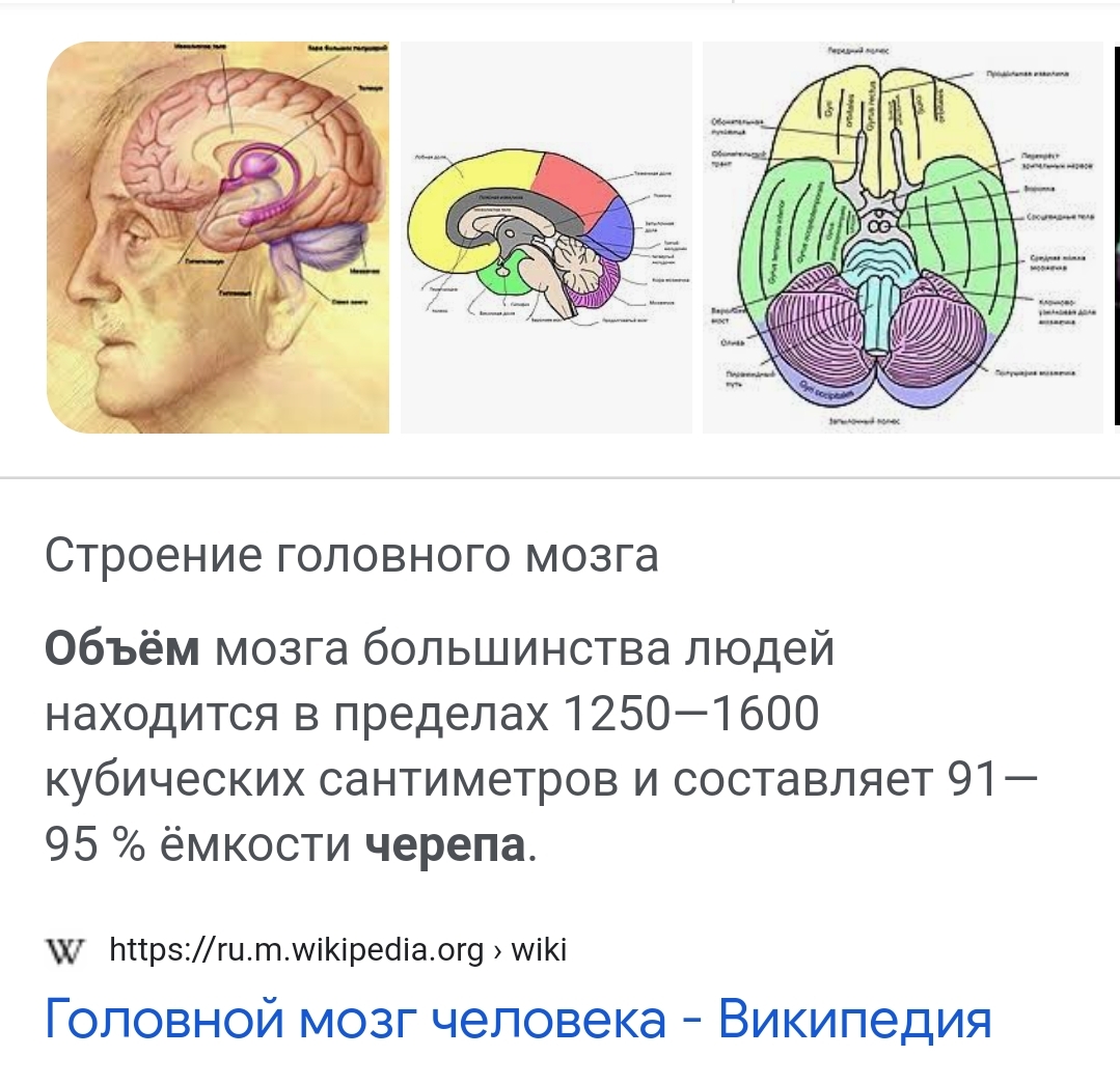 Объем мозга 700 1250. Головной мозг насекомых. Мозг в голове. Объем мозга. Средний объем мозга человека.