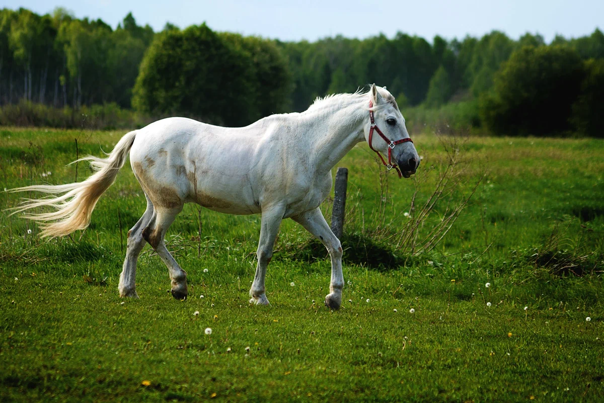 White horses are almost non-existent. Or why is it not so easy with white horses? - Pets, Color, White, Ucicism, Longpost, Yandex Zen, Animal book, Animals, Horses