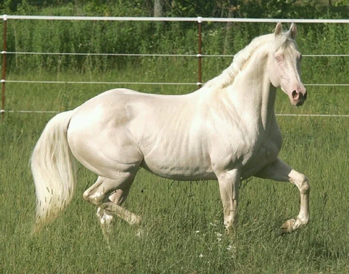 White horses are almost non-existent. Or why is it not so easy with white horses? - Pets, Color, White, Ucicism, Longpost, Yandex Zen, Animal book, Animals, Horses