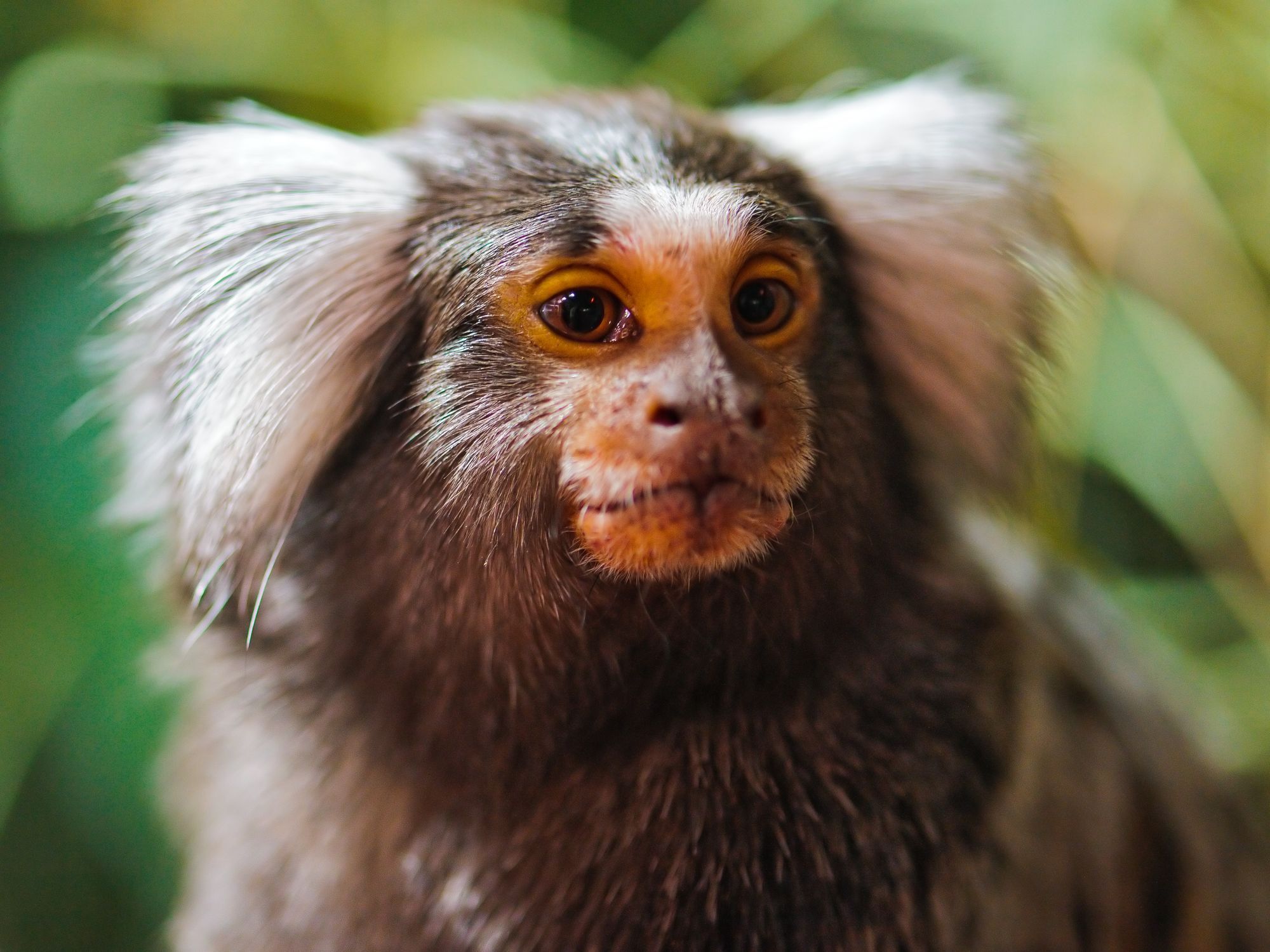 Marmosets - Primates, Wild animals, Zoo, The photo, Longpost, Young