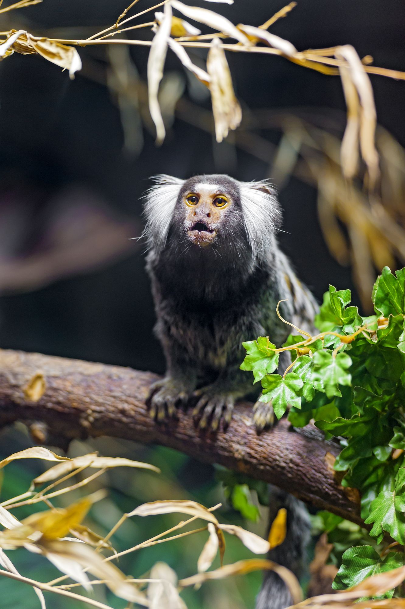 Marmosets - Primates, Wild animals, Zoo, The photo, Longpost, Young