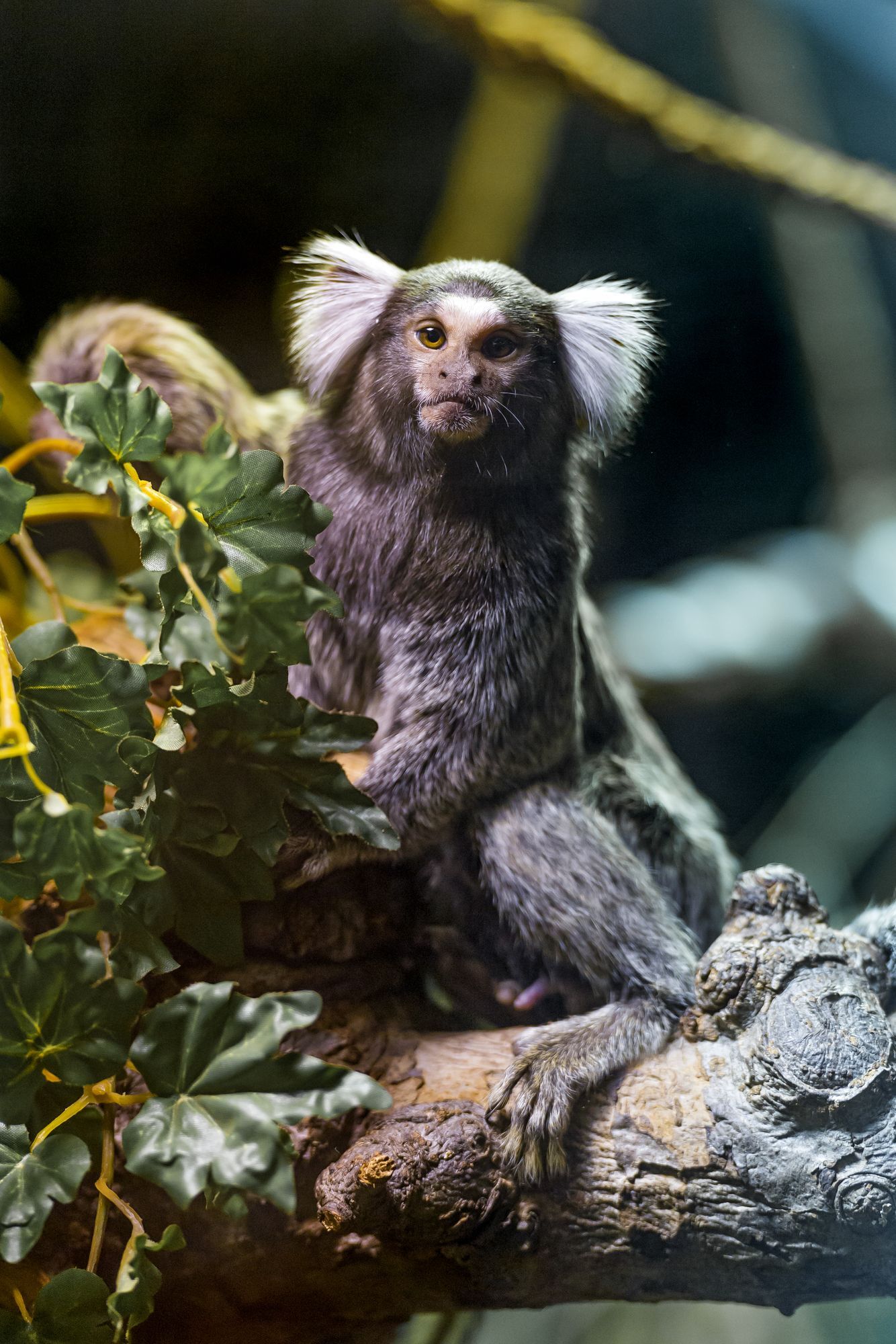 Marmosets - Primates, Wild animals, Zoo, The photo, Longpost, Young