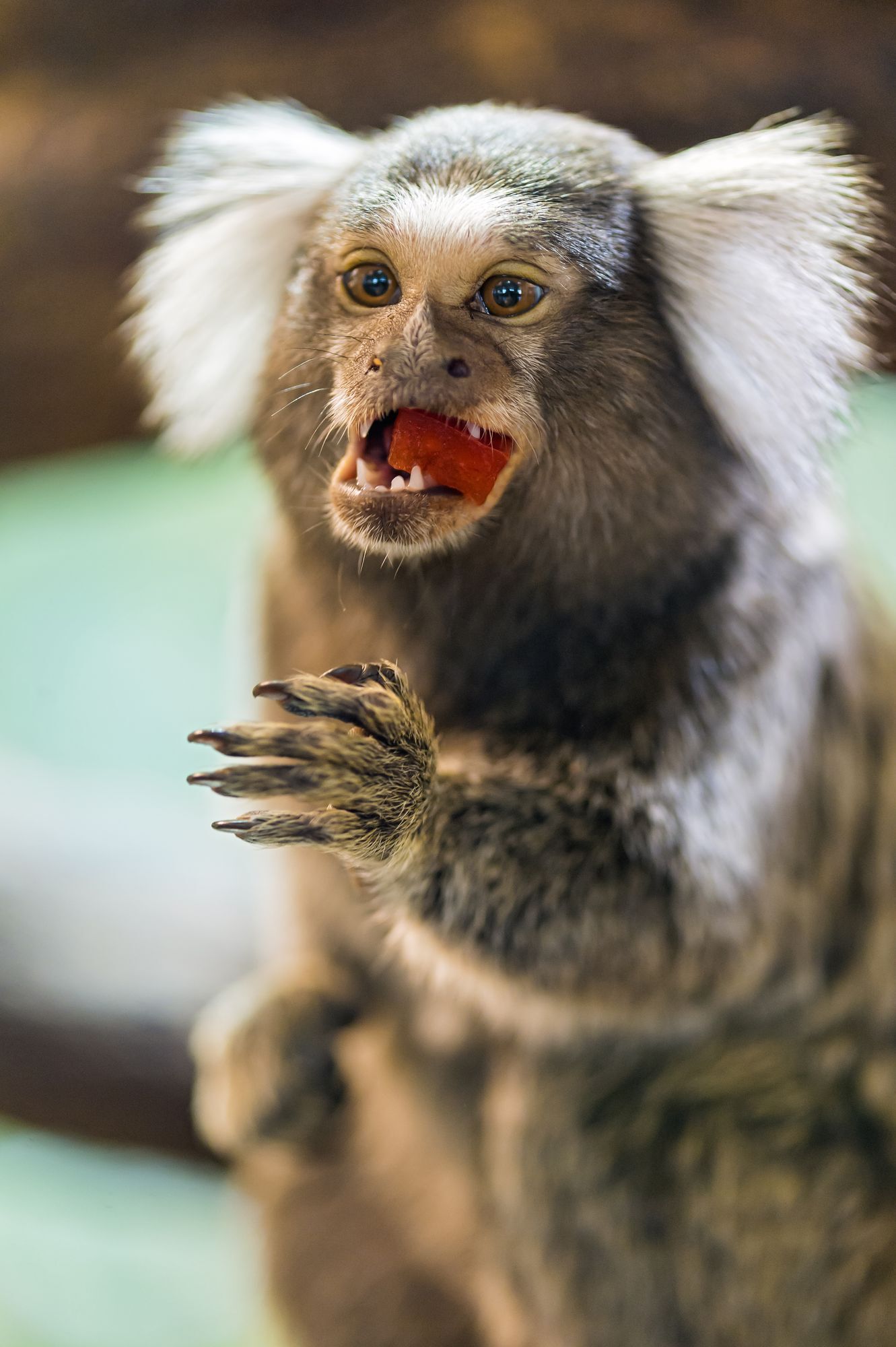 Marmosets - Primates, Wild animals, Zoo, The photo, Longpost, Young