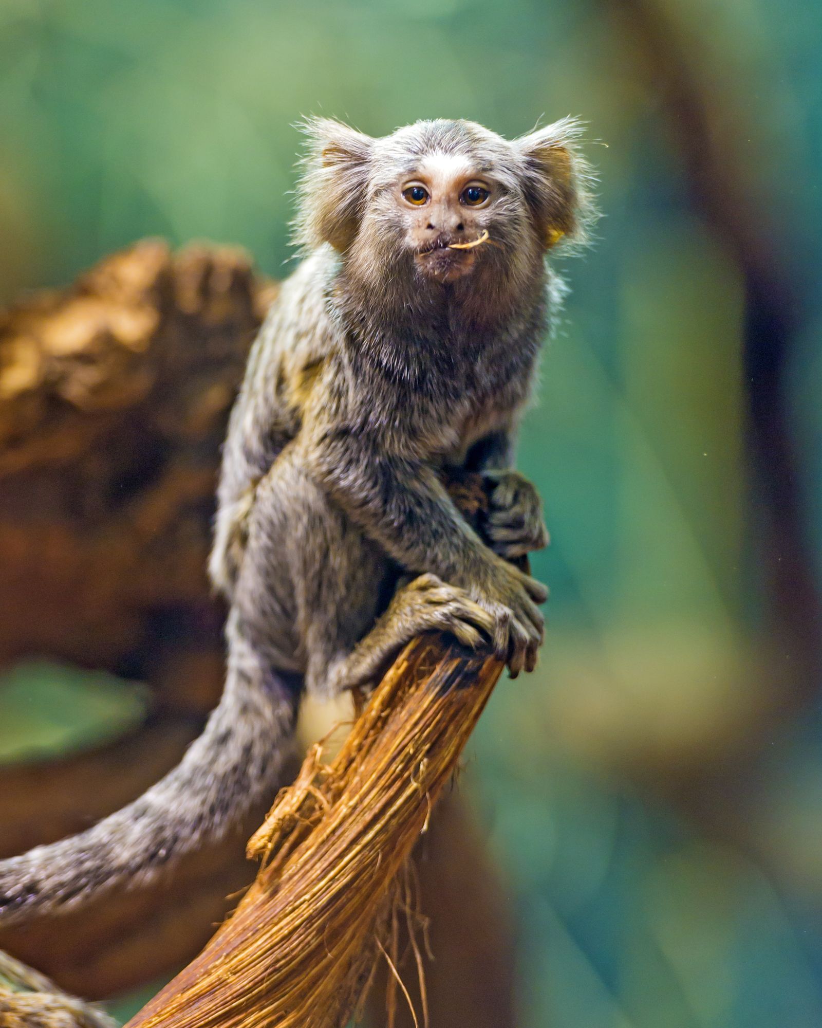 Marmosets - Primates, Wild animals, Zoo, The photo, Longpost, Young