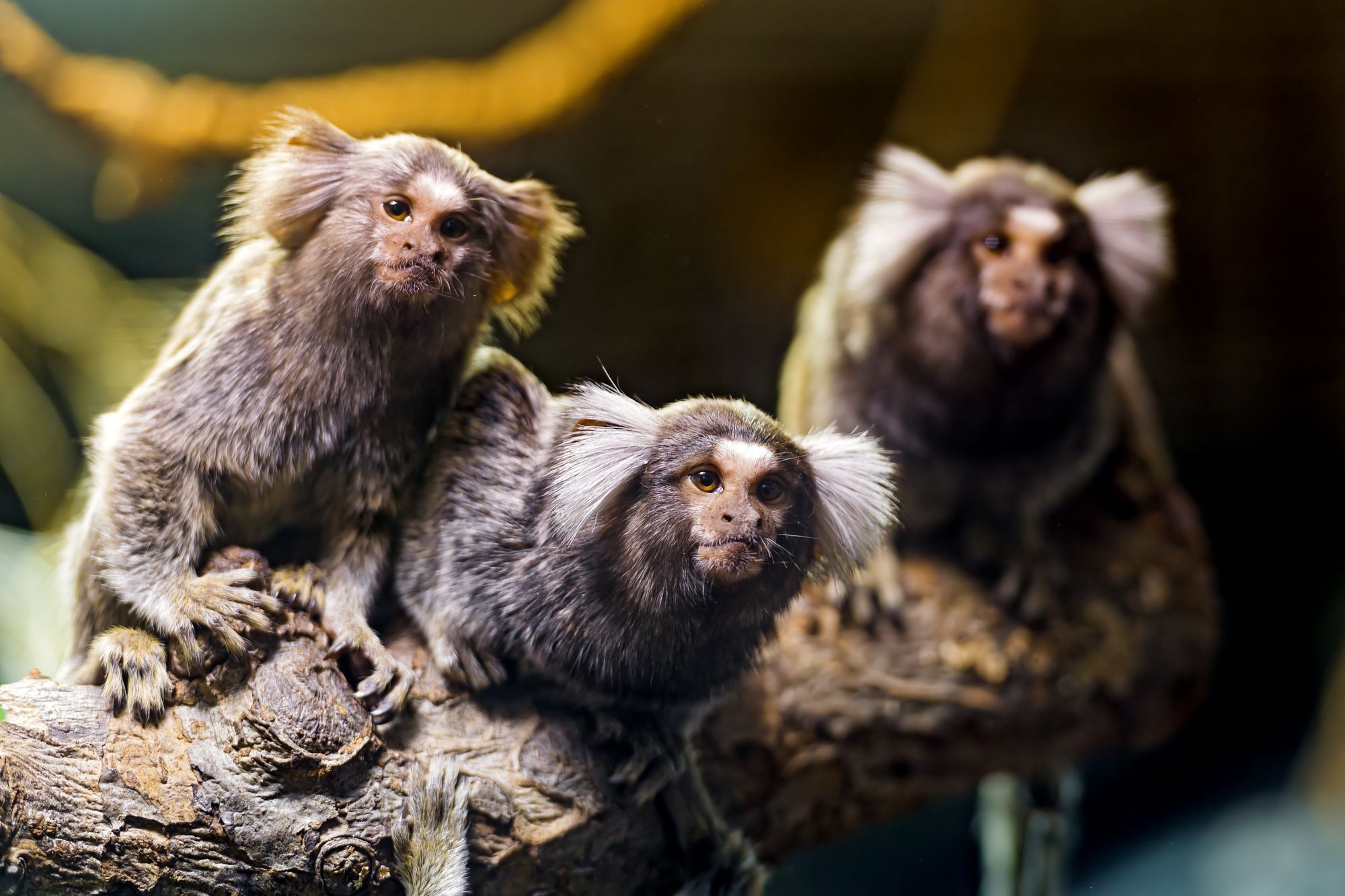 Marmosets - Primates, Wild animals, Zoo, The photo, Longpost, Young