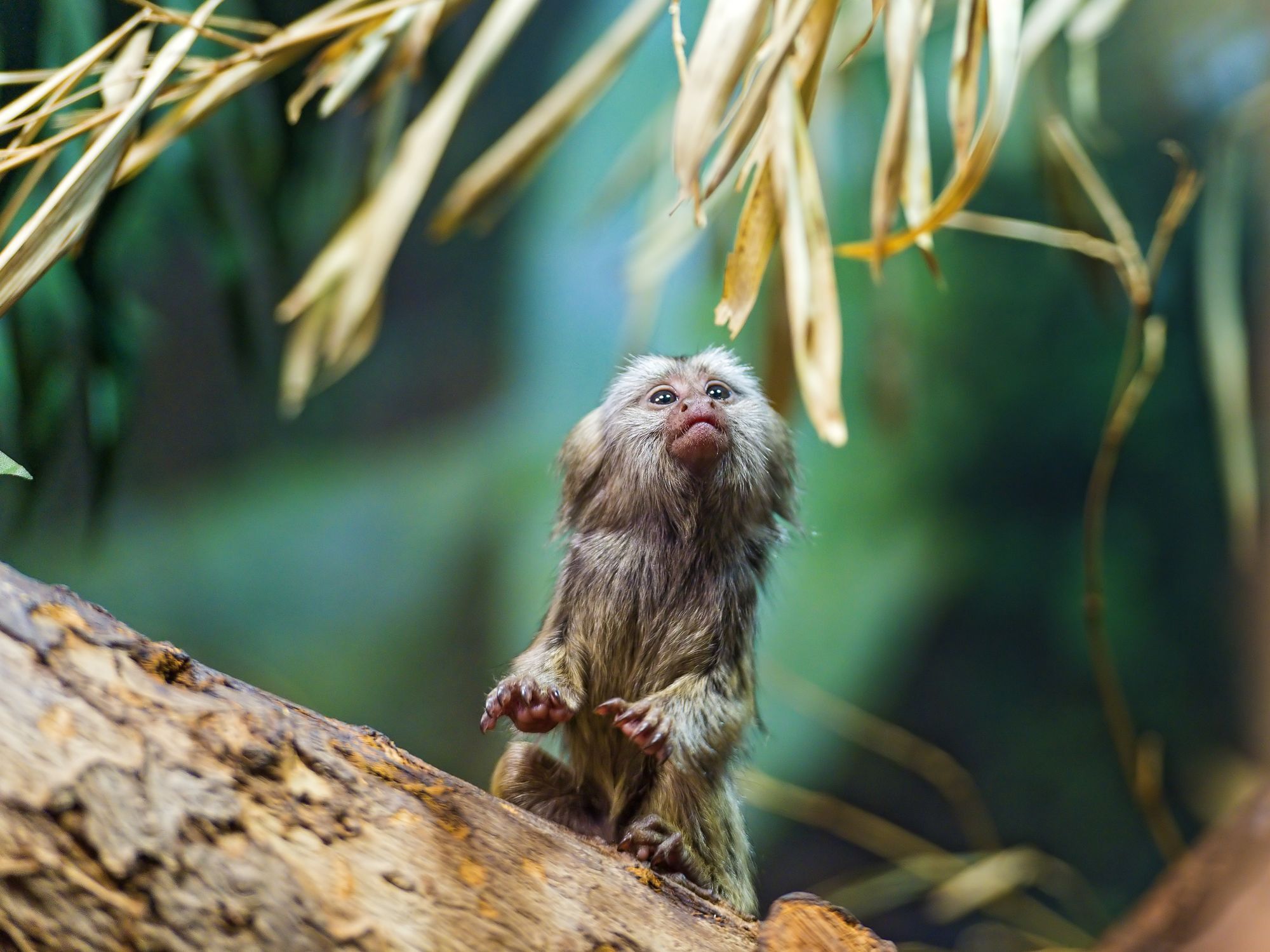 Marmosets - Primates, Wild animals, Zoo, The photo, Longpost, Young