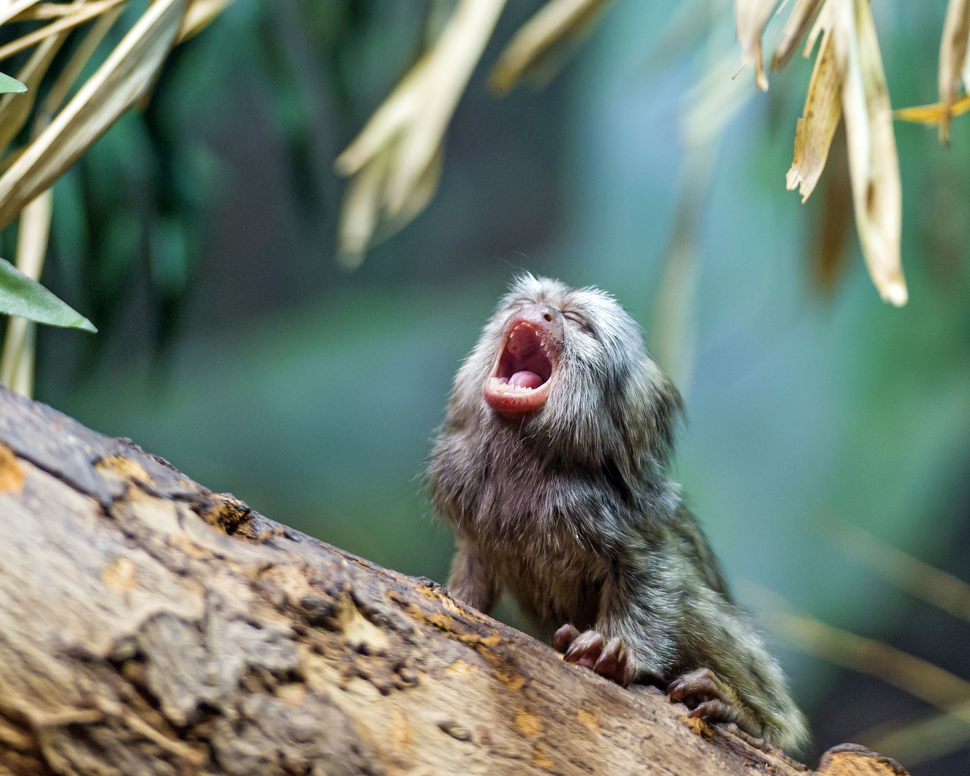 Marmosets - Primates, Wild animals, Zoo, The photo, Longpost, Young