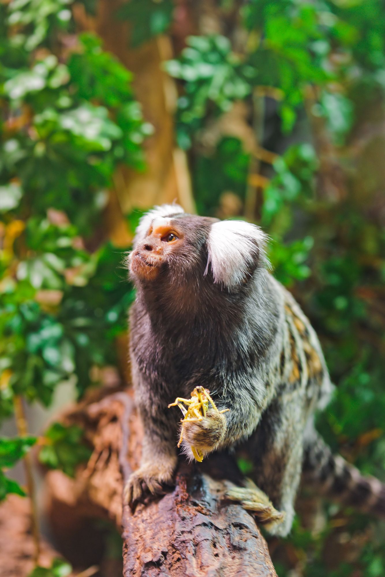 Marmosets - Primates, Wild animals, Zoo, The photo, Longpost, Young