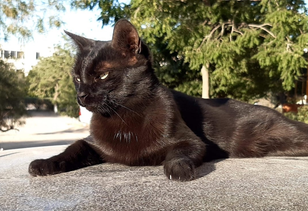 Didn't post a cat, not a Pikabushnik - My, cat, Gorgeous, Black cat