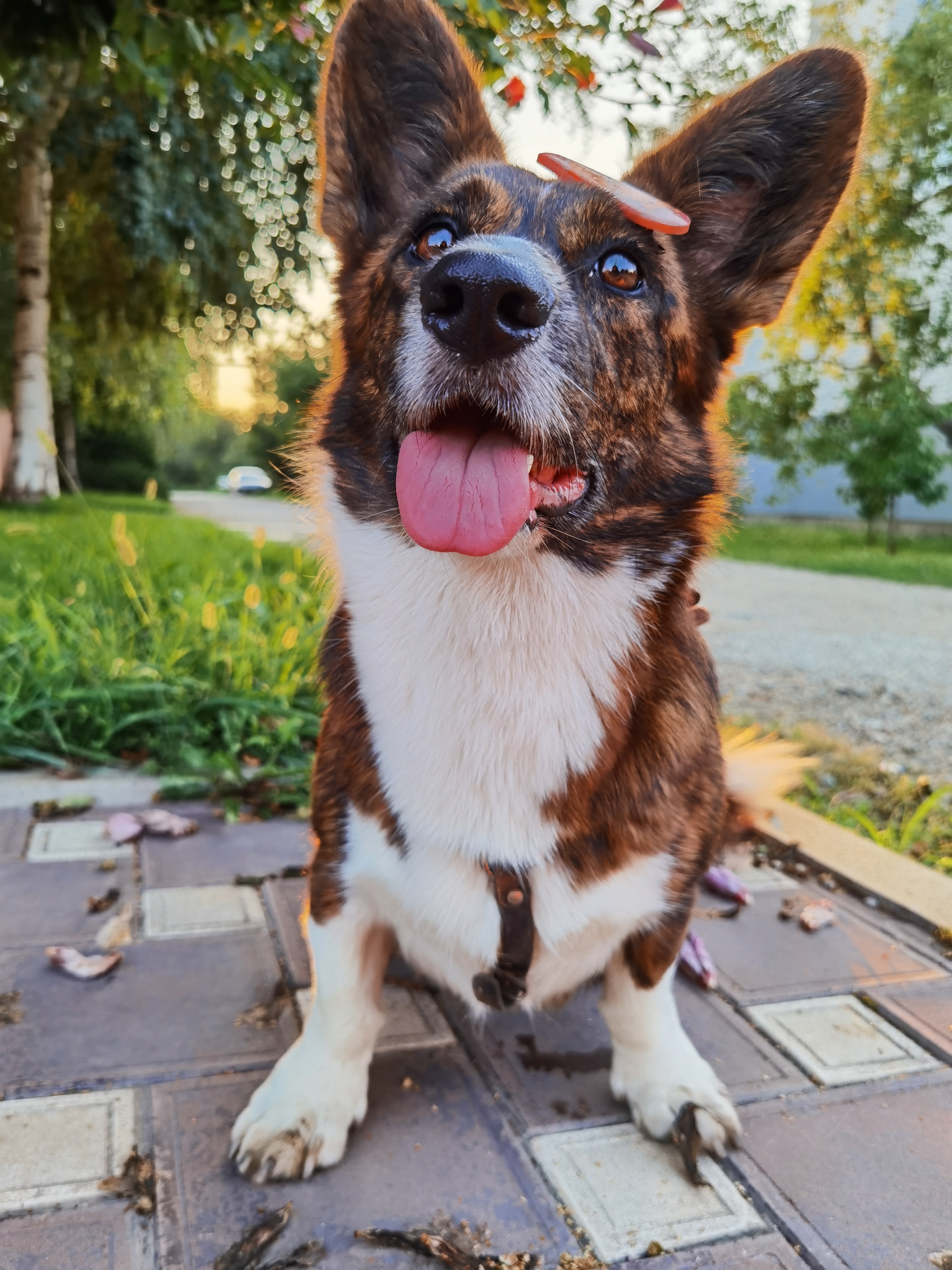 My Sobanya - My, Milota, Welsh Corgi Cardigan, Longpost, Dog