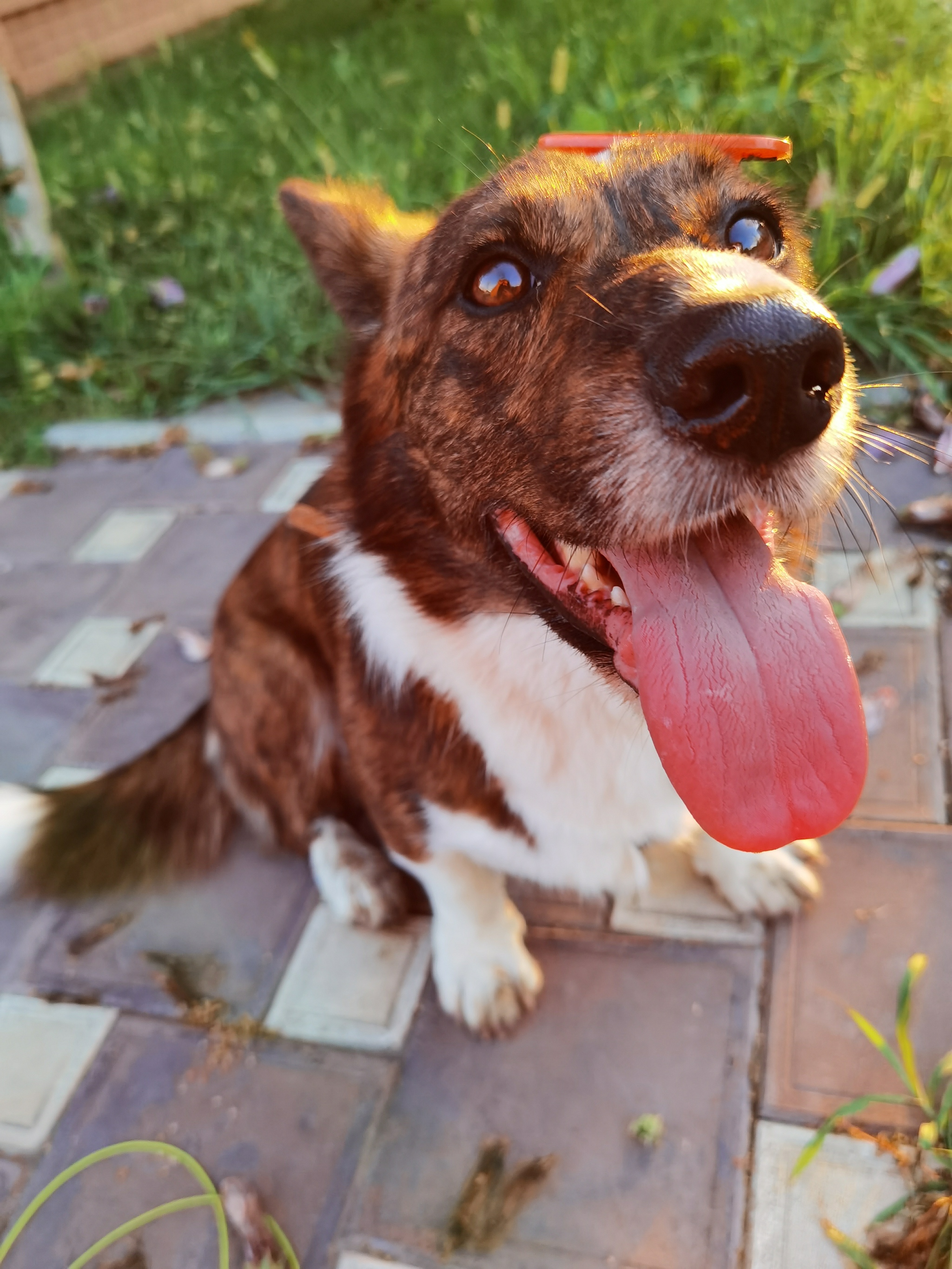 My Sobanya - My, Milota, Welsh Corgi Cardigan, Longpost, Dog