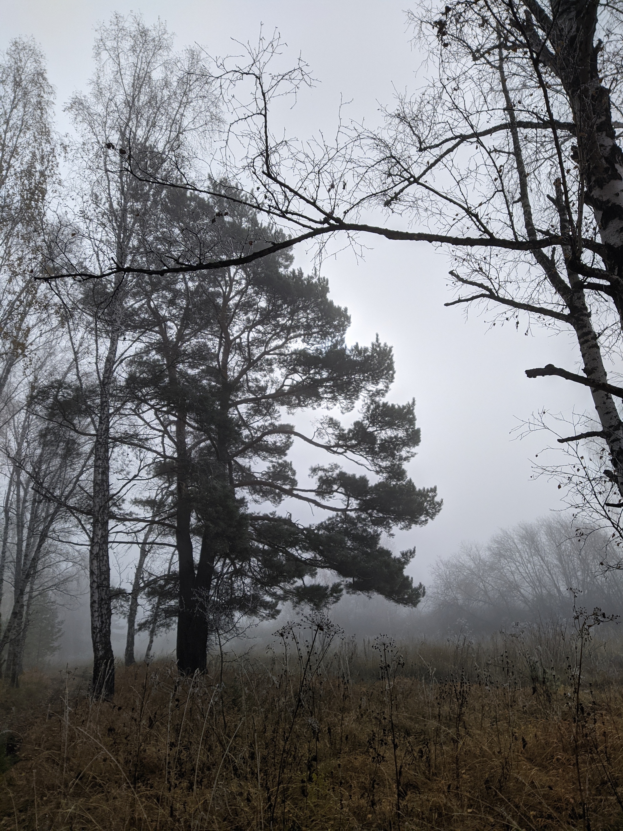 Foggy morning - My, Mobile photography, Fog, The sun, Forest, A bike, Longpost