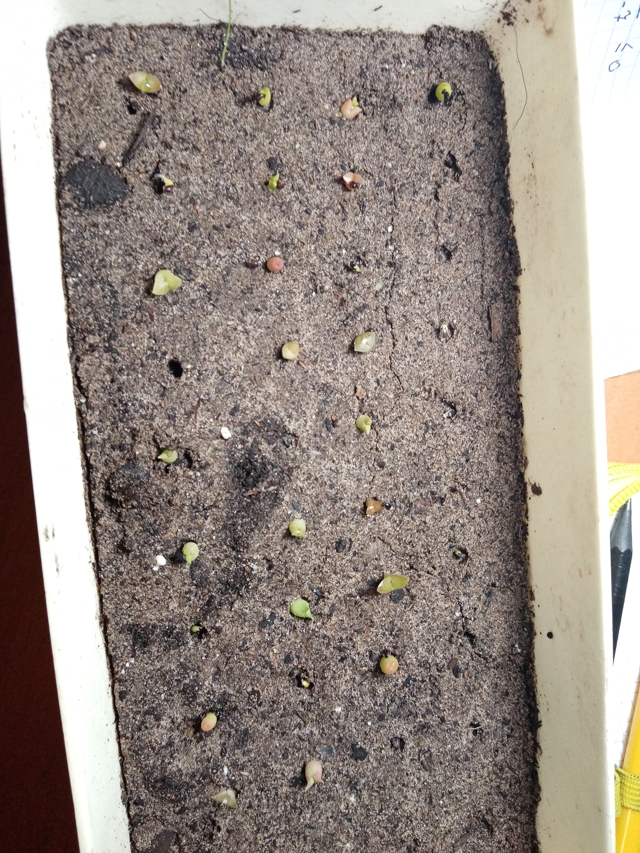 Decided to plant cacti - Cactus, Growing, Hobby, Longpost, Classes, Cactus Garden, Zen