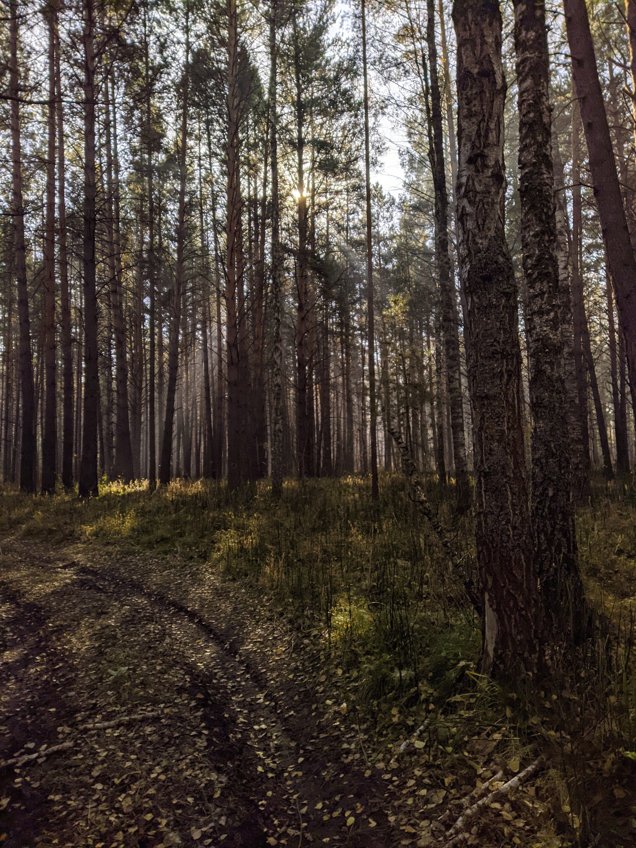 Foggy morning - My, Mobile photography, Fog, The sun, Forest, A bike, Longpost