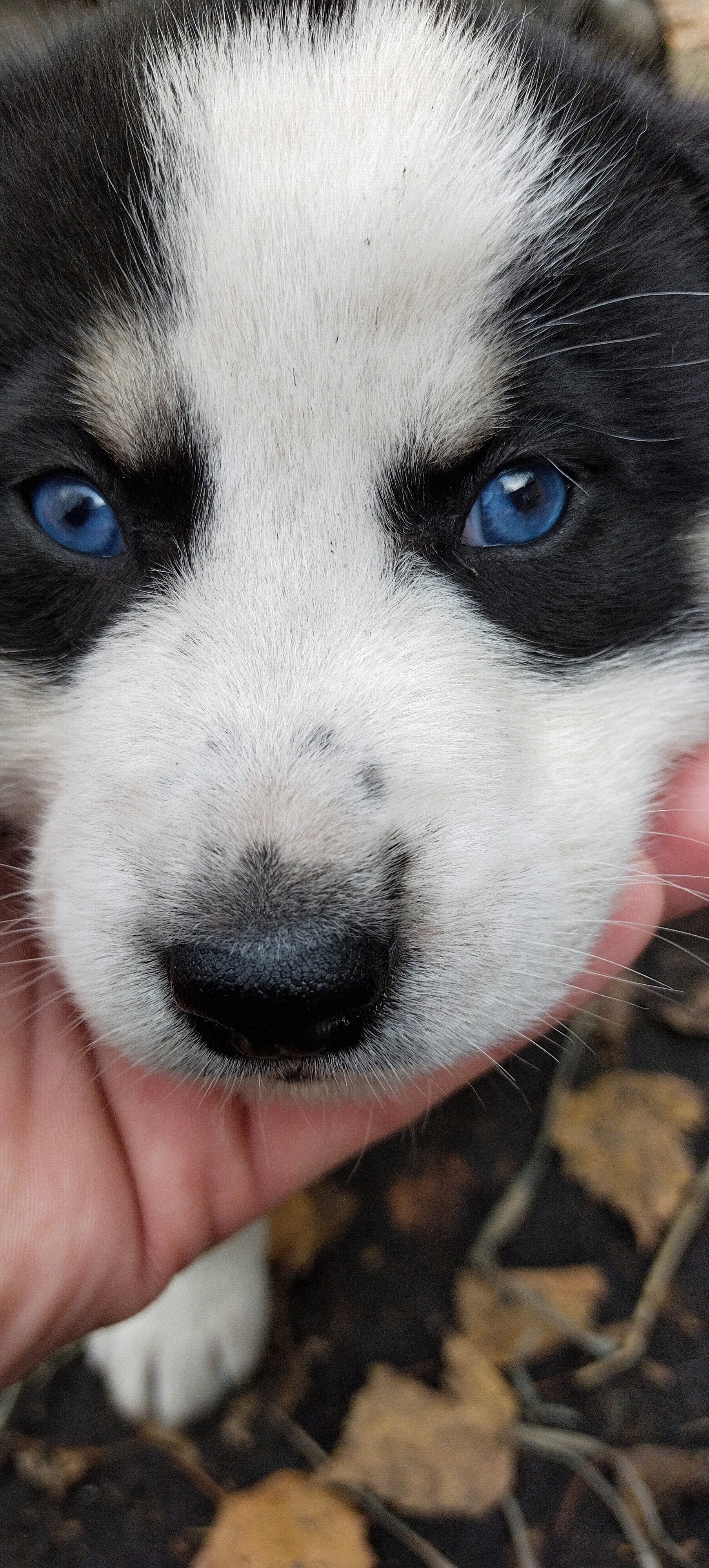 Blue-eyed Coca - My, Blue eyes, Puppies, Cur, Dog, Longpost