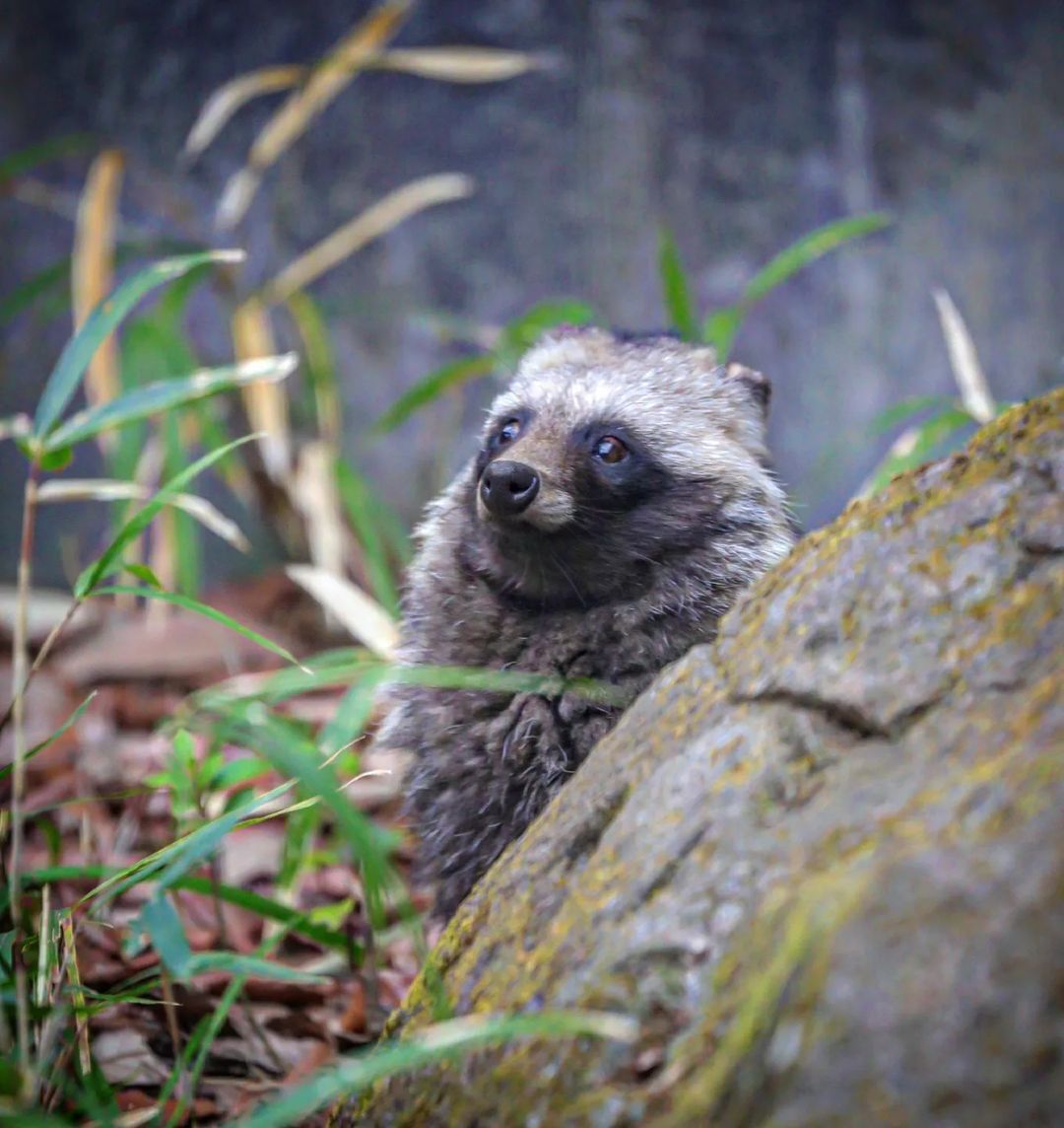 Raccoon in Search of Summer - Predatory animals, Wild animals, Zoo, Japan, Longpost, Raccoon dog, Canines