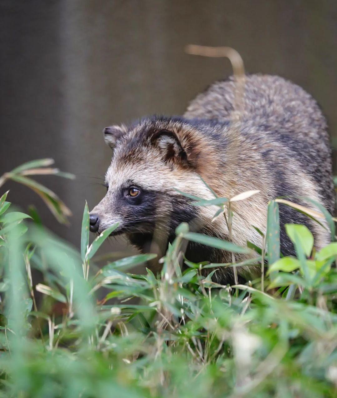 Raccoon in Search of Summer - Predatory animals, Wild animals, Zoo, Japan, Longpost, Raccoon dog, Canines