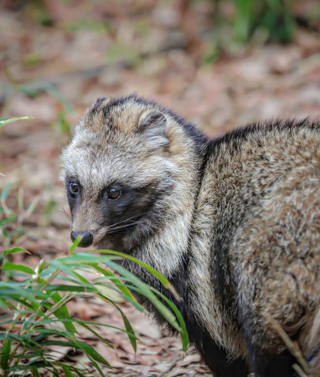 Raccoon in Search of Summer - Predatory animals, Wild animals, Zoo, Japan, Longpost, Raccoon dog, Canines