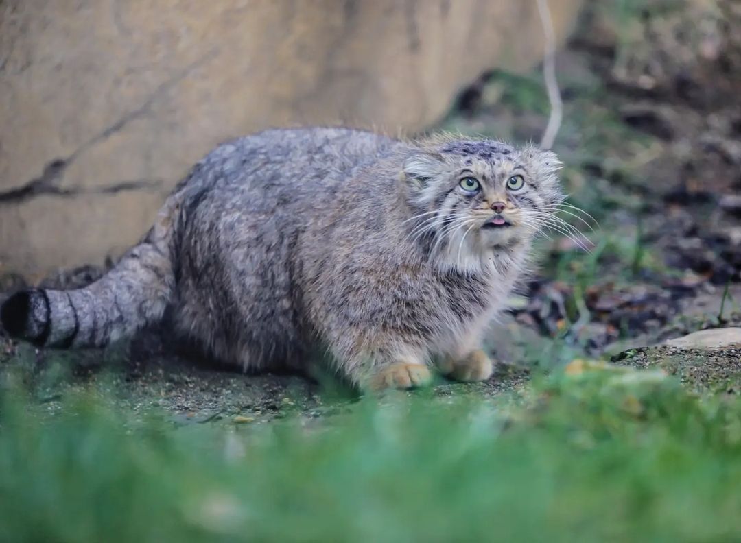 Morning warm-up - Pallas' cat, Small cats, Cat family, Fluffy, Pet the cat, Predatory animals, Wild animals, Yokohama, Japan, Zoo, Rare view, Red Book, Positive, Longpost