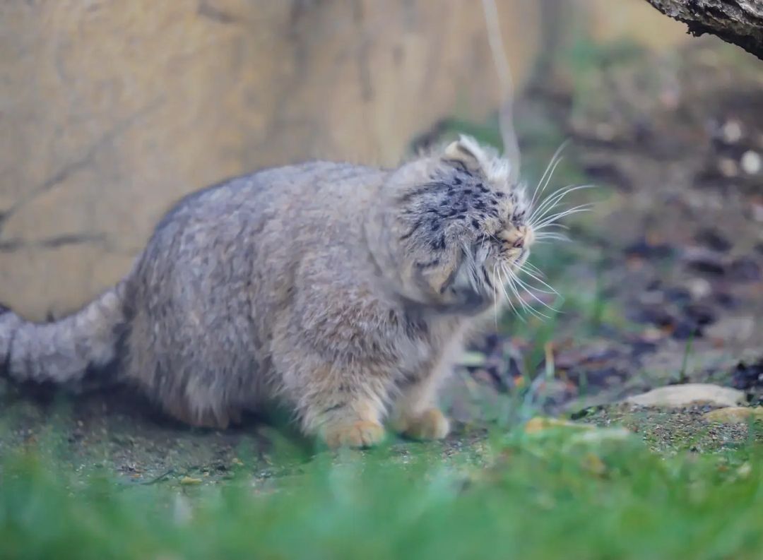 Morning warm-up - Pallas' cat, Small cats, Cat family, Fluffy, Pet the cat, Predatory animals, Wild animals, Yokohama, Japan, Zoo, Rare view, Red Book, Positive, Longpost