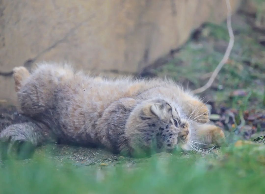 Morning warm-up - Pallas' cat, Small cats, Cat family, Fluffy, Pet the cat, Predatory animals, Wild animals, Yokohama, Japan, Zoo, Rare view, Red Book, Positive, Longpost