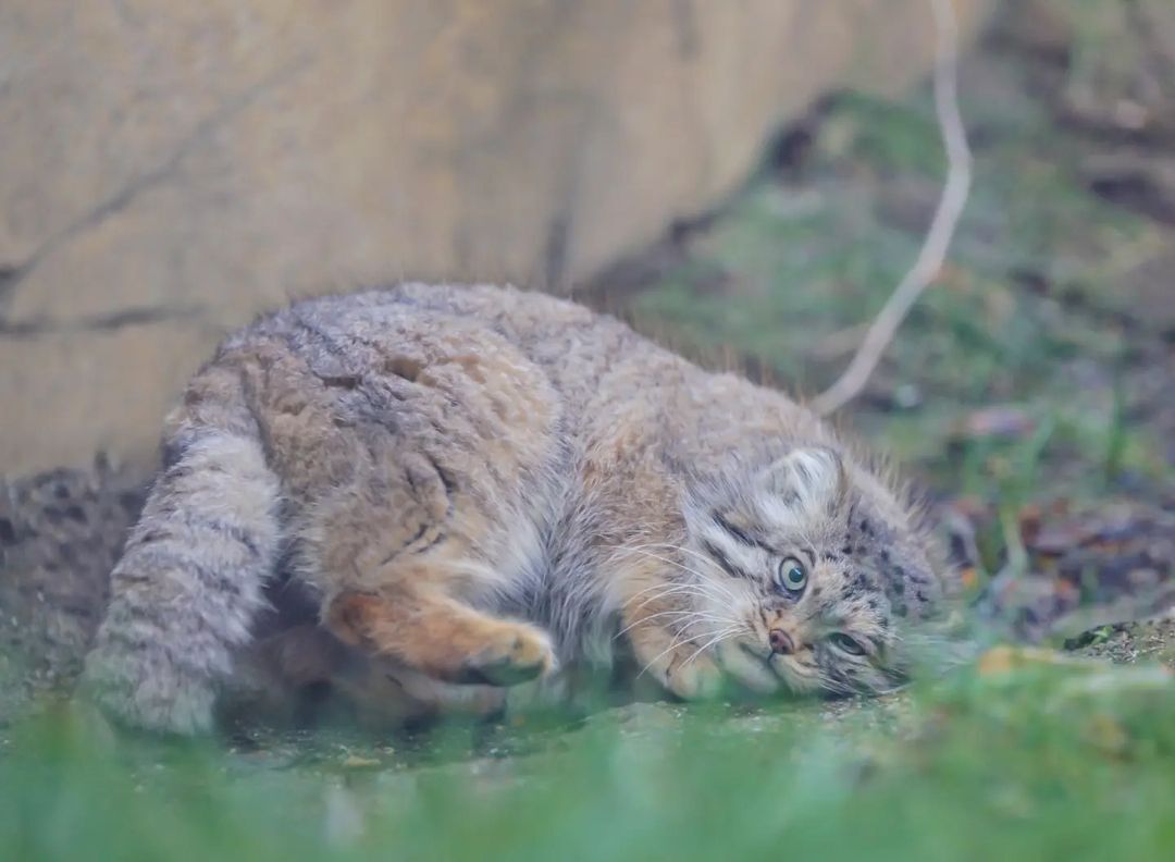 Morning warm-up - Pallas' cat, Small cats, Cat family, Fluffy, Pet the cat, Predatory animals, Wild animals, Yokohama, Japan, Zoo, Rare view, Red Book, Positive, Longpost