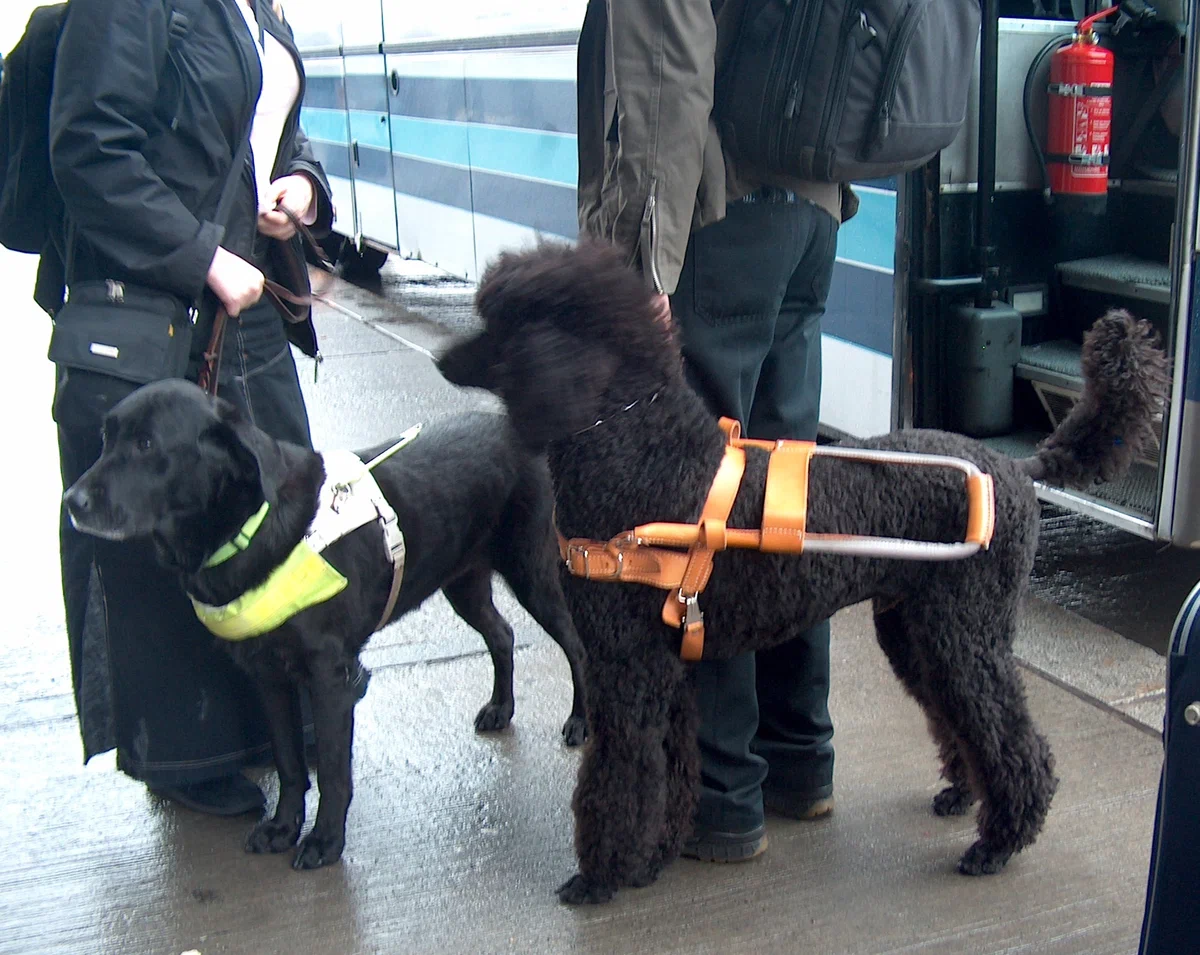 Guide dogs: Only 1 dog out of 10 will be able to help a blind person. How is the life and training of guide dogs arranged? - Dog, Guide-dog, Animal book, Yandex Zen, Longpost