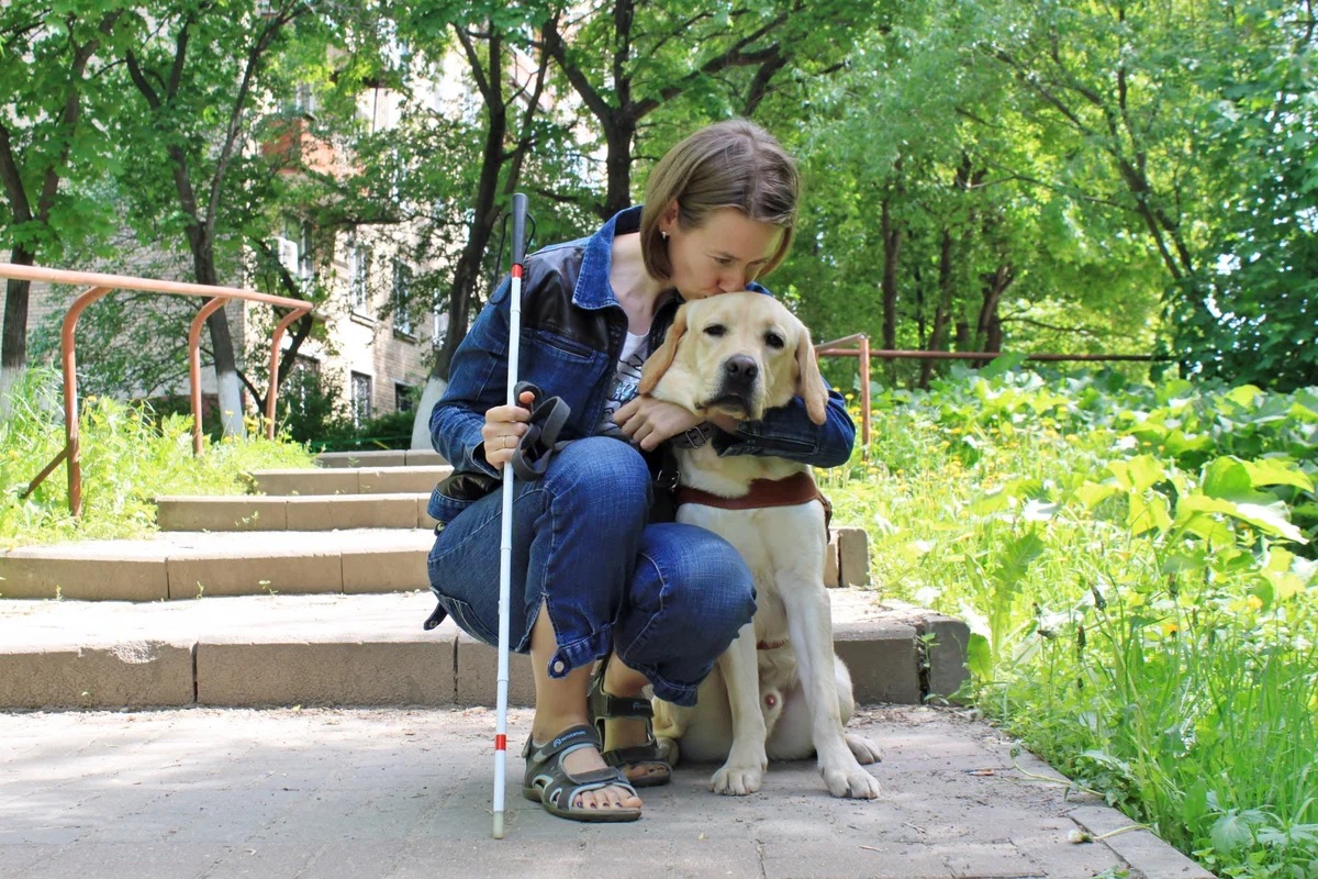 Guide dogs: Only 1 dog out of 10 will be able to help a blind person. How is the life and training of guide dogs arranged? - Dog, Guide-dog, Animal book, Yandex Zen, Longpost