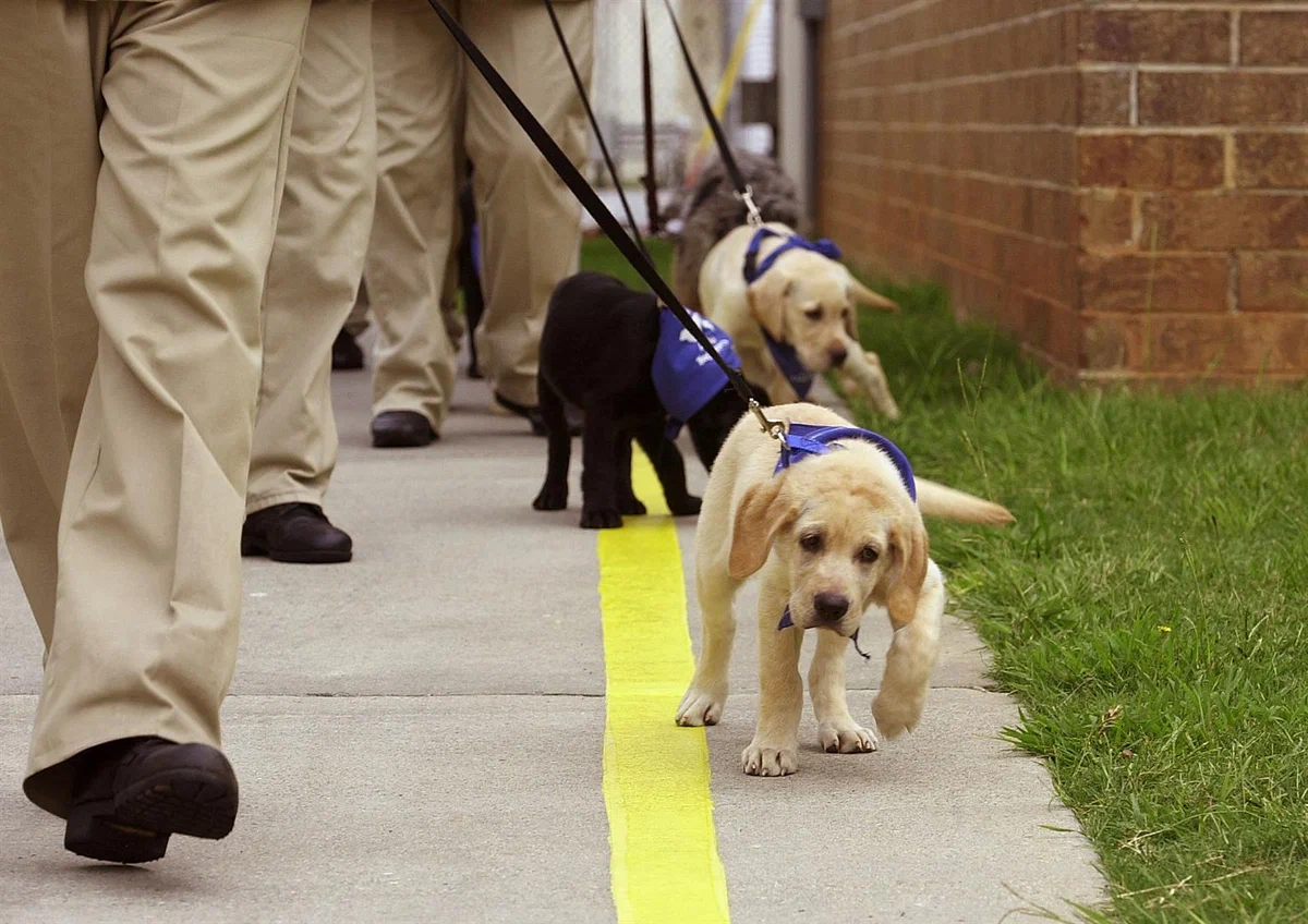 Guide dogs: Only 1 dog out of 10 will be able to help a blind person. How is the life and training of guide dogs arranged? - Dog, Guide-dog, Animal book, Yandex Zen, Longpost