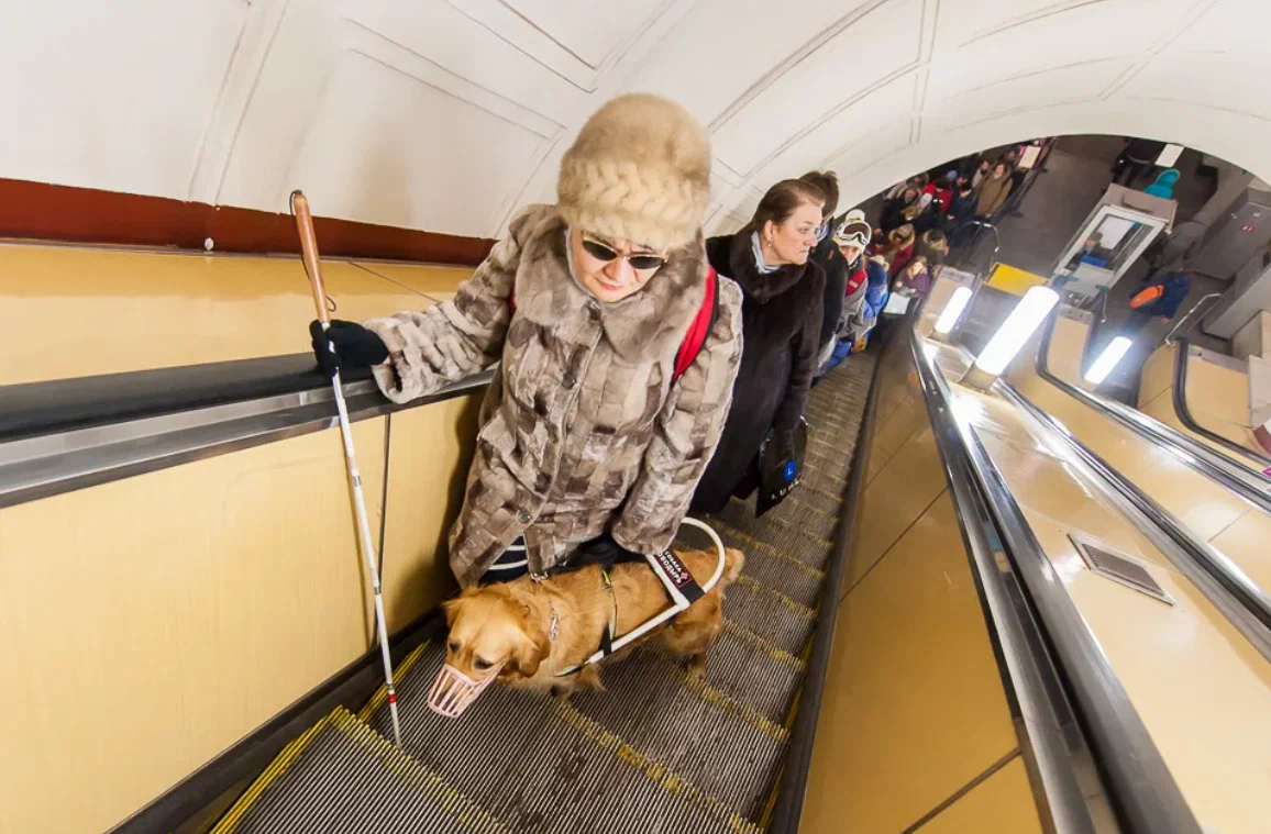 Guide dogs: Only 1 dog out of 10 will be able to help a blind person. How is the life and training of guide dogs arranged? - Dog, Guide-dog, Animal book, Yandex Zen, Longpost