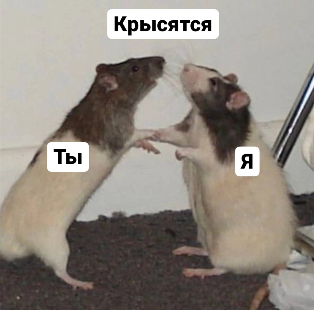 Крысы Мем подружки