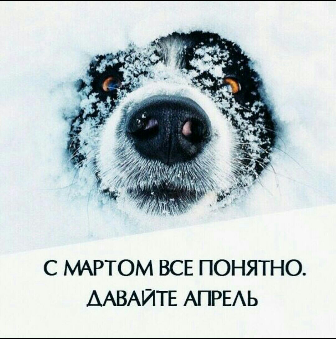 The nose freezes! - March, Snow, Dog, Nose, Chilly, Cold, Picture with text, Humor