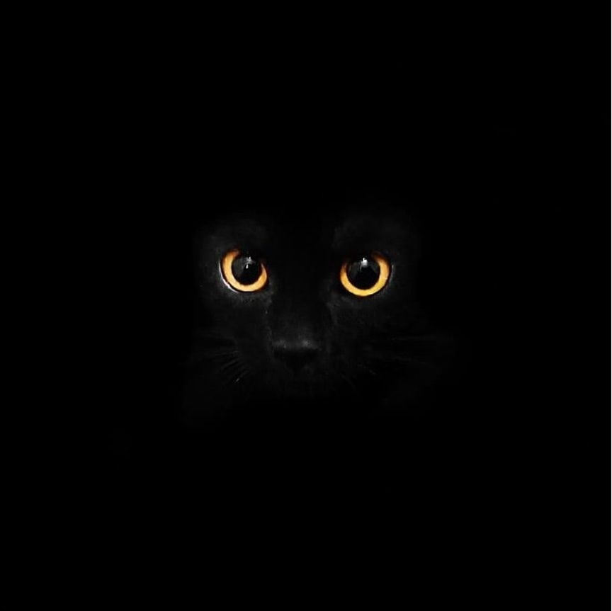 Cat) - Black cat, The photo, cat