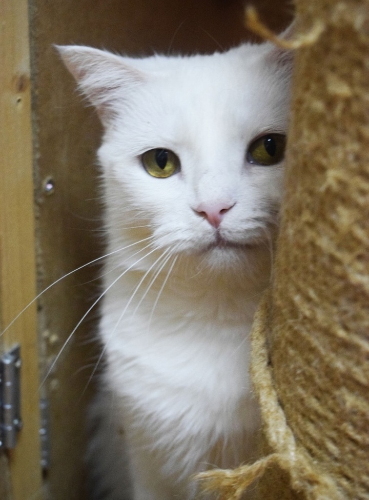 All the kids have been home for a long time, and the beautiful mommy is still languishing in the cage ... - My, In good hands, Helping animals, Homeless animals, Lost, No rating, cat, Animal Rescue, Moscow, Moscow region, Подмосковье, The strength of the Peekaboo, Longpost