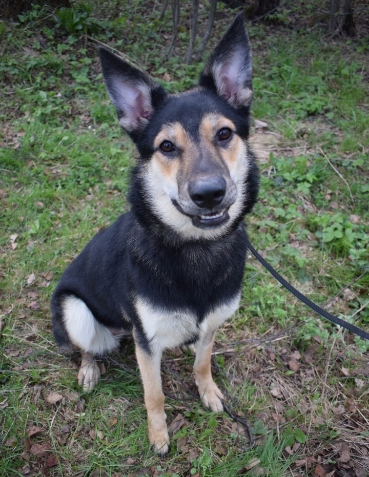 Smiling dog: a family member was abandoned after a year and a half of marriage - My, In good hands, Helping animals, Help, Homeless animals, Lost, Dog, No rating, Animal Rescue, The rescue, Moscow region, Moscow, Подмосковье, Balashikha, Longpost, 