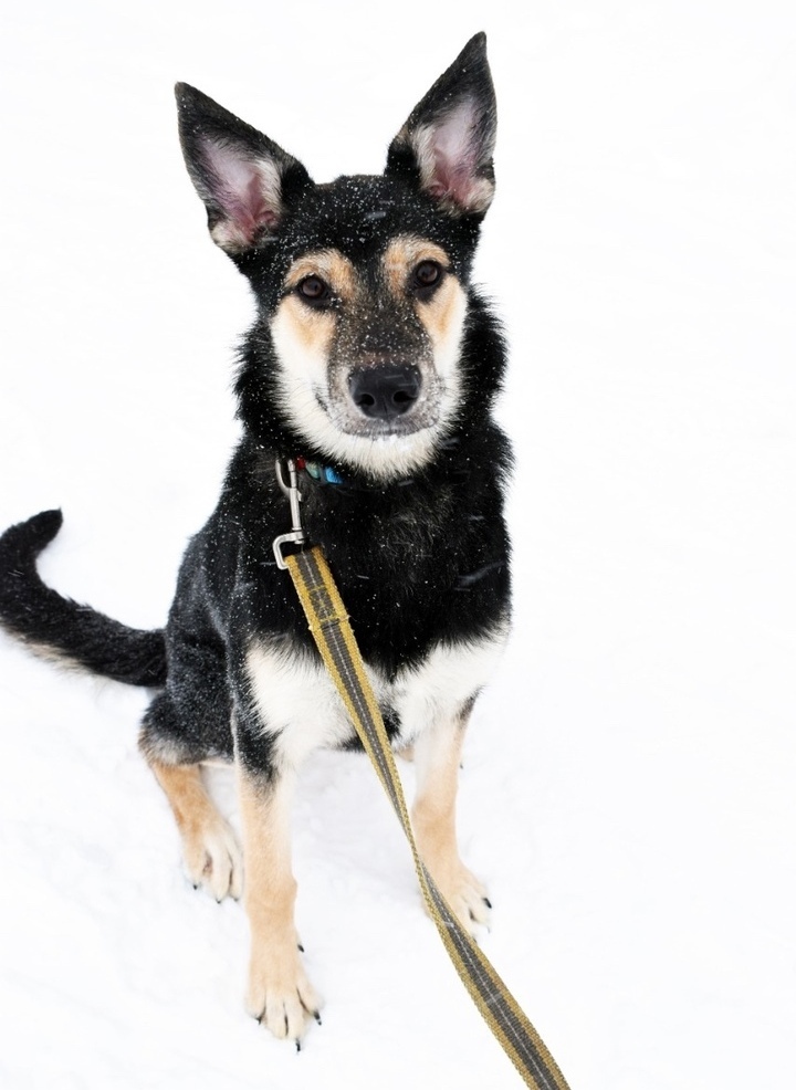 Smiling dog: a family member was abandoned after a year and a half of marriage - My, In good hands, Helping animals, Help, Homeless animals, Lost, Dog, No rating, Animal Rescue, The rescue, Moscow region, Moscow, Подмосковье, Balashikha, Longpost, 