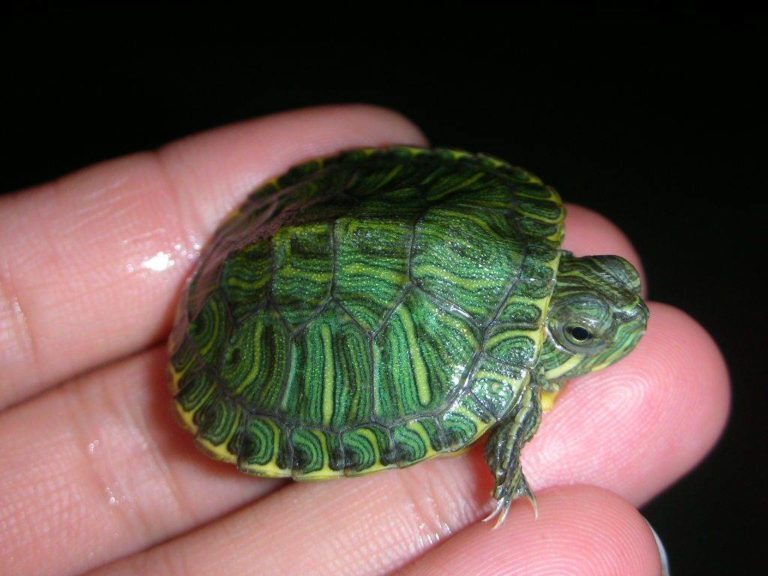 Miniature turtles - Turtle, Pets, Aquarium, Aquarium, Need advice, 