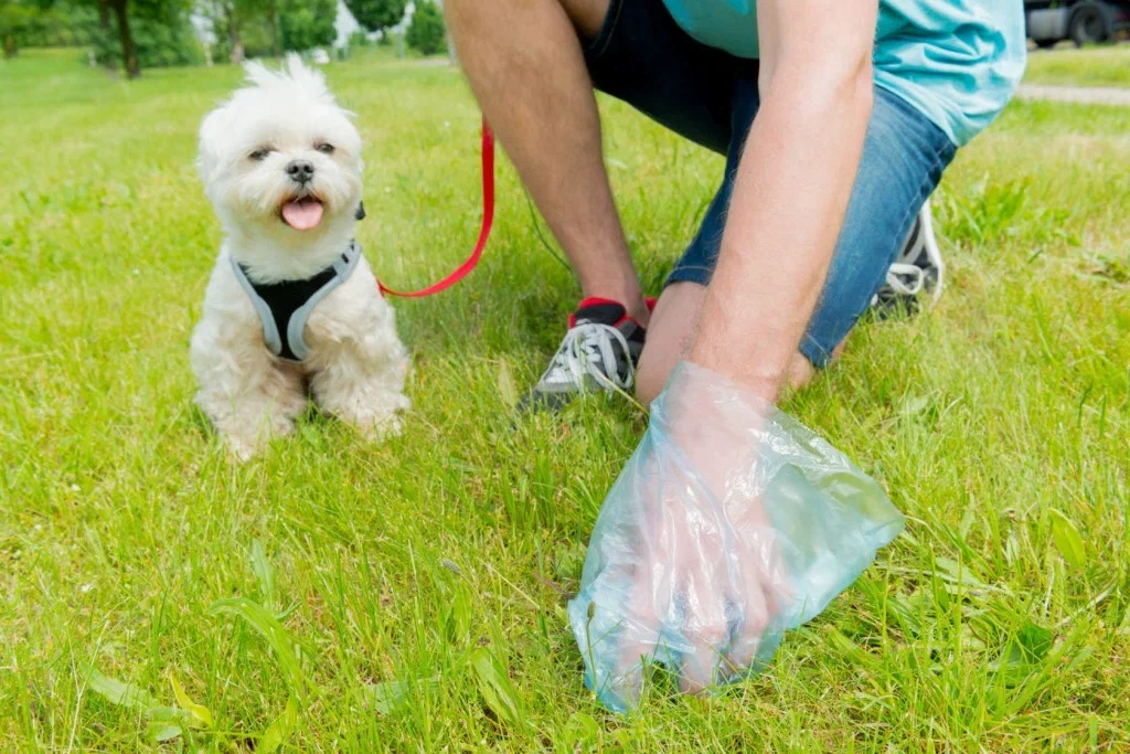 Not a fertilizer, but a poison for plants, dogs and people. Why is it important to clean up after your pet during a walk? - Dog, Feces, Animal book, Yandex Zen, Walk, Longpost, 