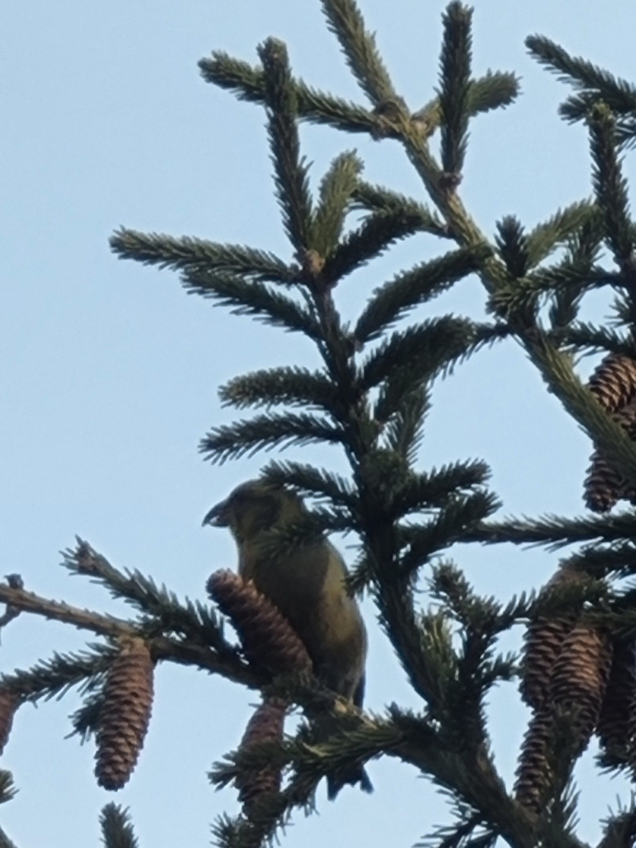 Klesty in Tyumen at the Forest Base - Biology, Animal book, Crossbill, Ornithology, Tyumen, Tyumen region, Facts, Longpost, 