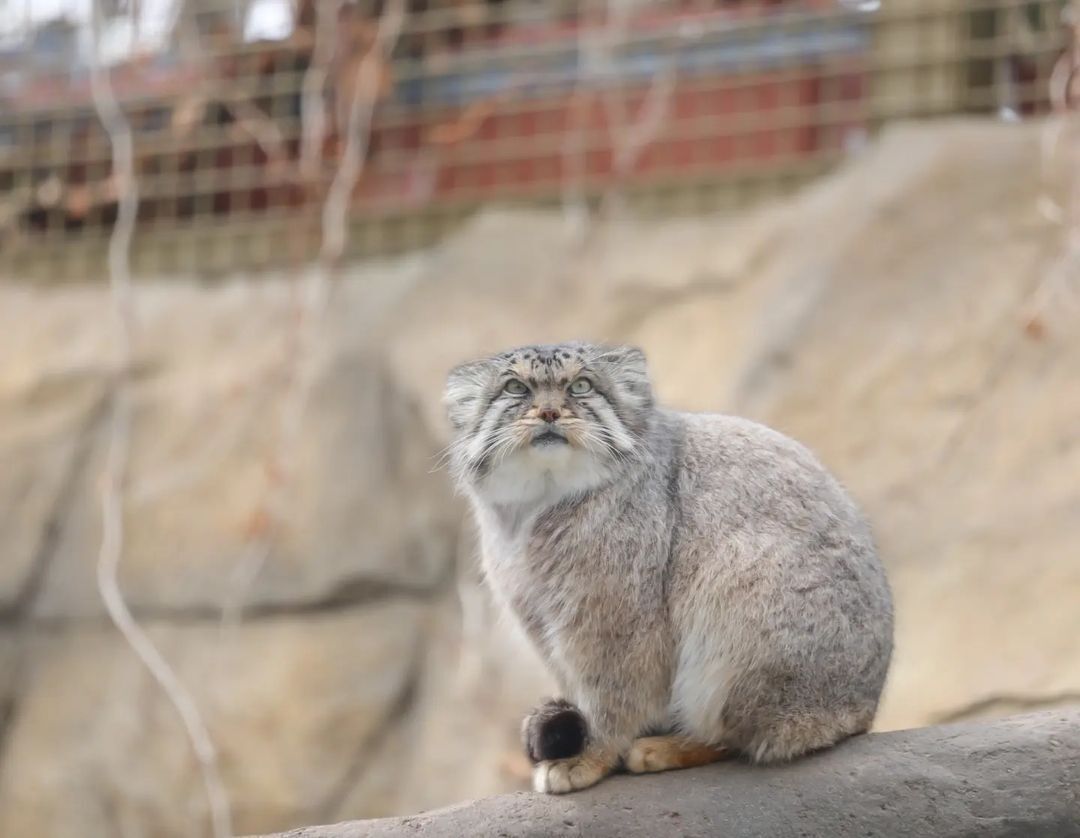 So. Who's stroking me today... - Pallas' cat, Small cats, Cat family, Fluffy, Pet the cat, Predatory animals, Wild animals, Yokohama, Japan, Zoo, Rare view, Red Book, Positive, Longpost, 