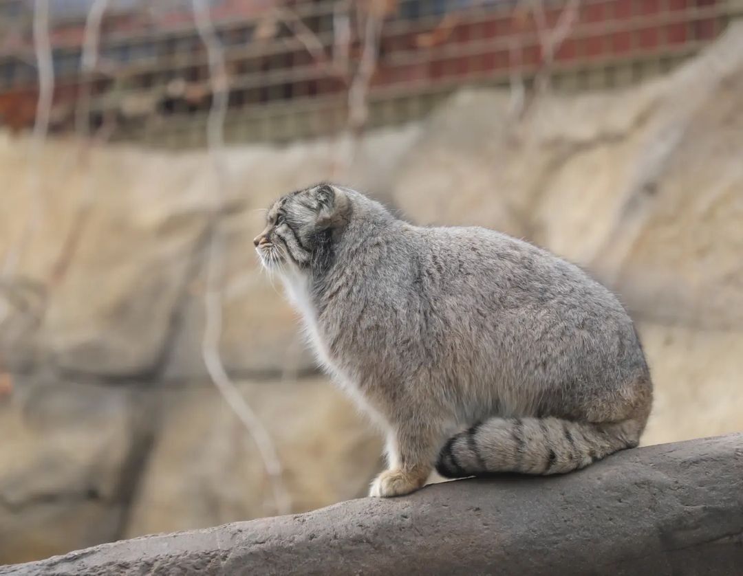 So. Who's stroking me today... - Pallas' cat, Small cats, Cat family, Fluffy, Pet the cat, Predatory animals, Wild animals, Yokohama, Japan, Zoo, Rare view, Red Book, Positive, Longpost, 