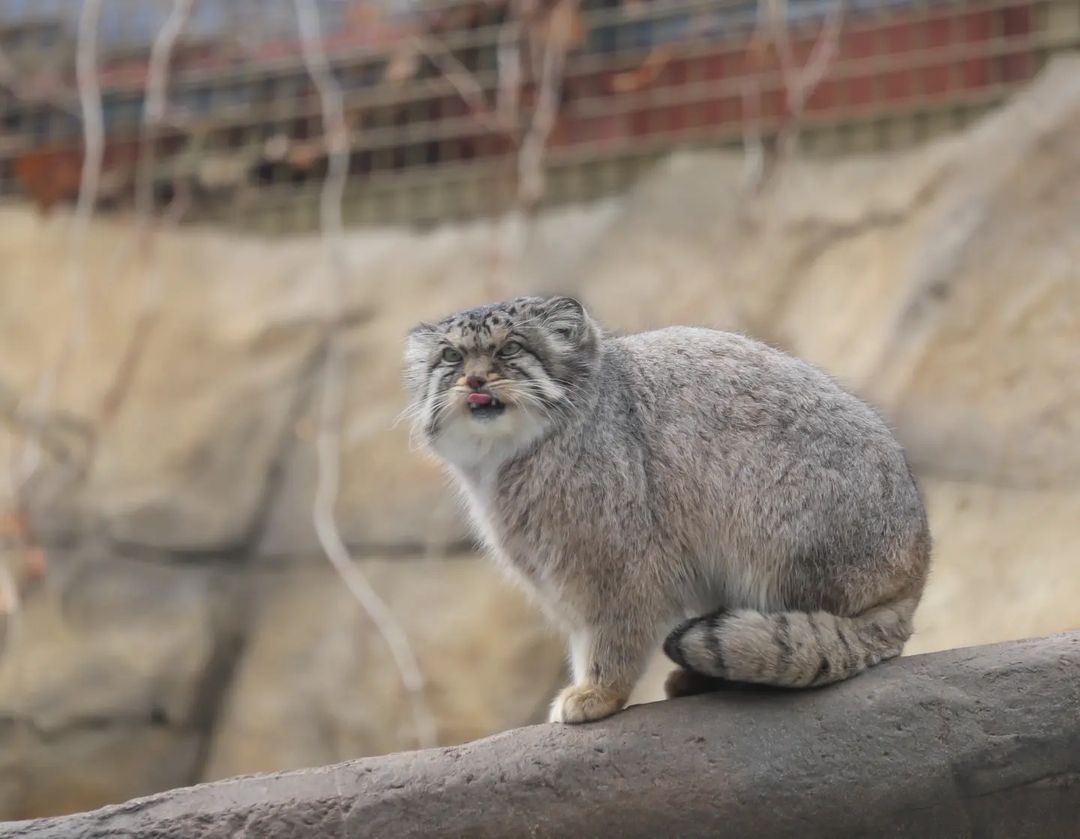 So. Who's stroking me today... - Pallas' cat, Small cats, Cat family, Fluffy, Pet the cat, Predatory animals, Wild animals, Yokohama, Japan, Zoo, Rare view, Red Book, Positive, Longpost, 