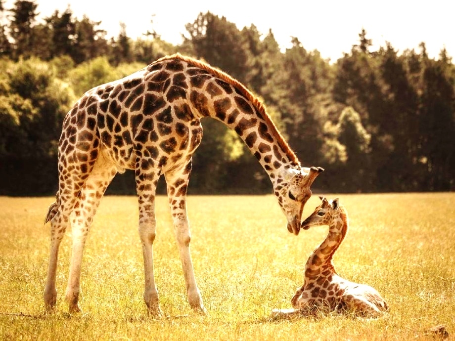 Tenderness - The photo, Wild animals, Giraffe, Artiodactyls, Information, Young, 