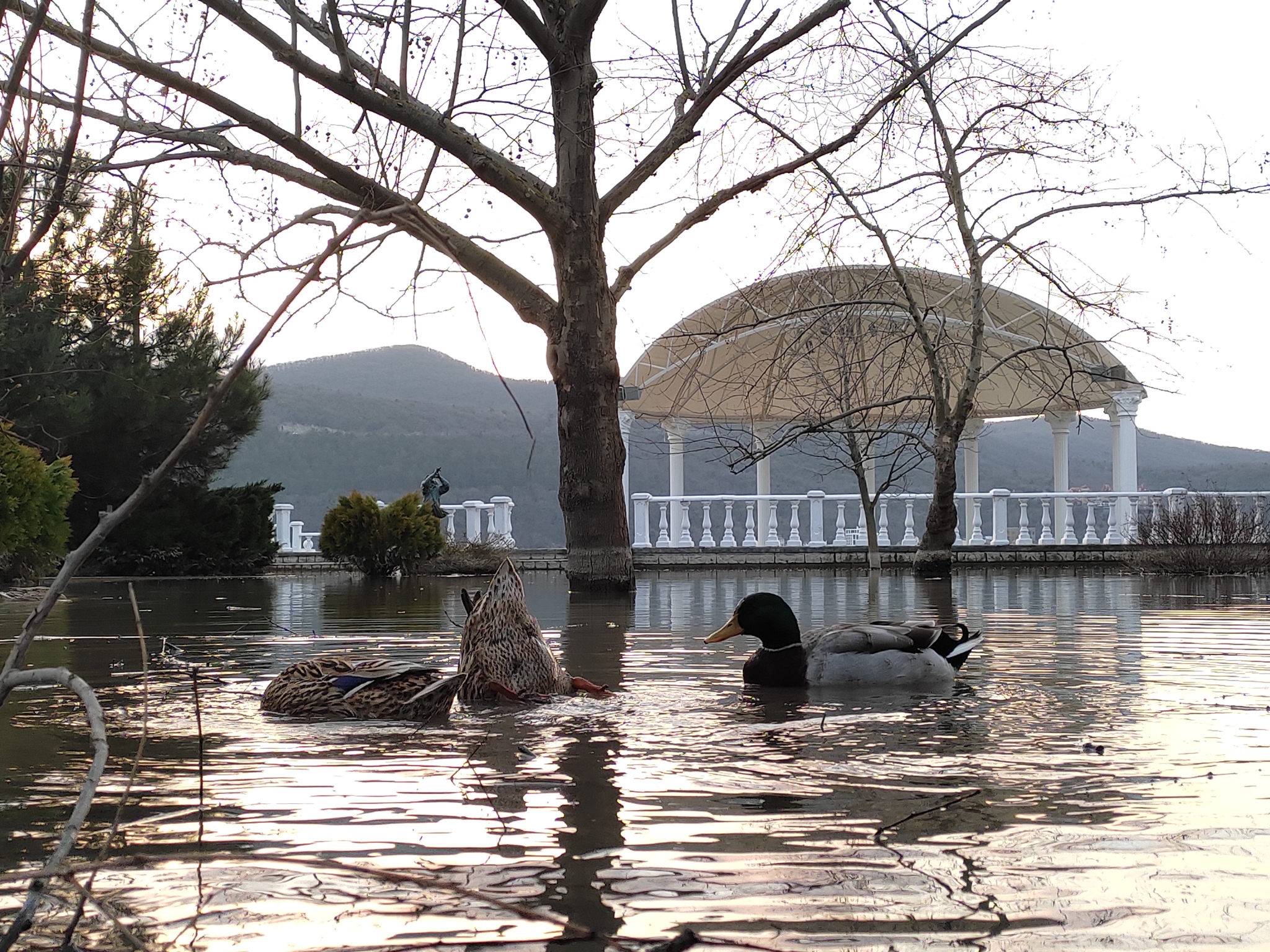 Lake Abrau and ducks - Mobile photography, Animals, Lake Abrau, 