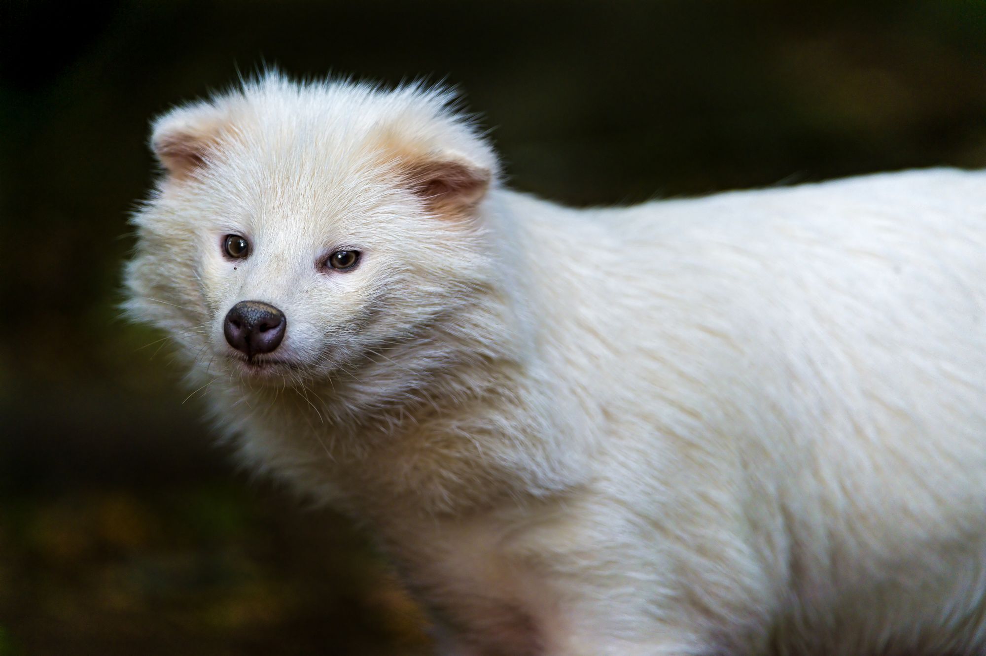 Уссурийская енотовидная собака альбинос